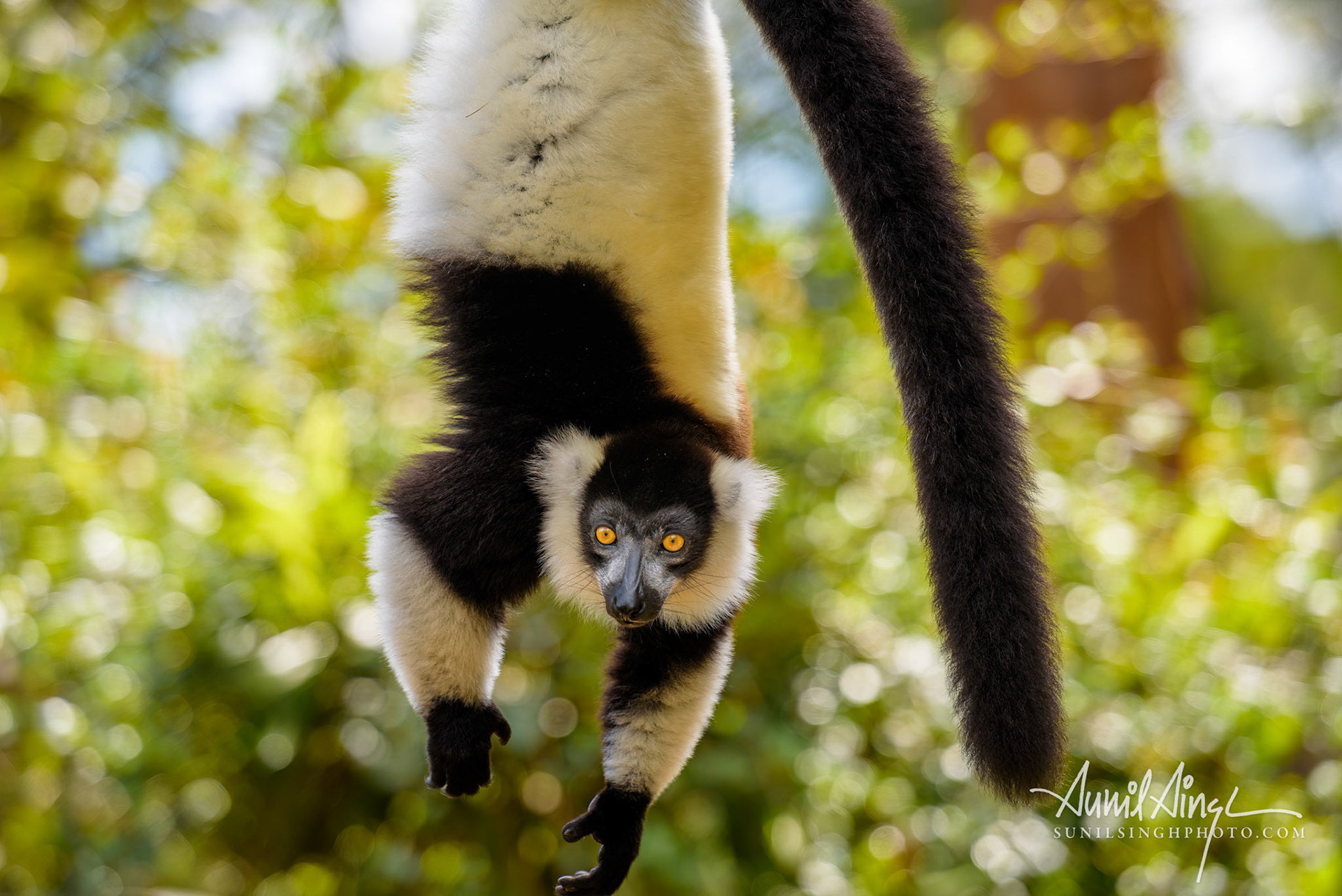 Black-and-white ruffed lemur, Vakona Preserve , Madagascar
