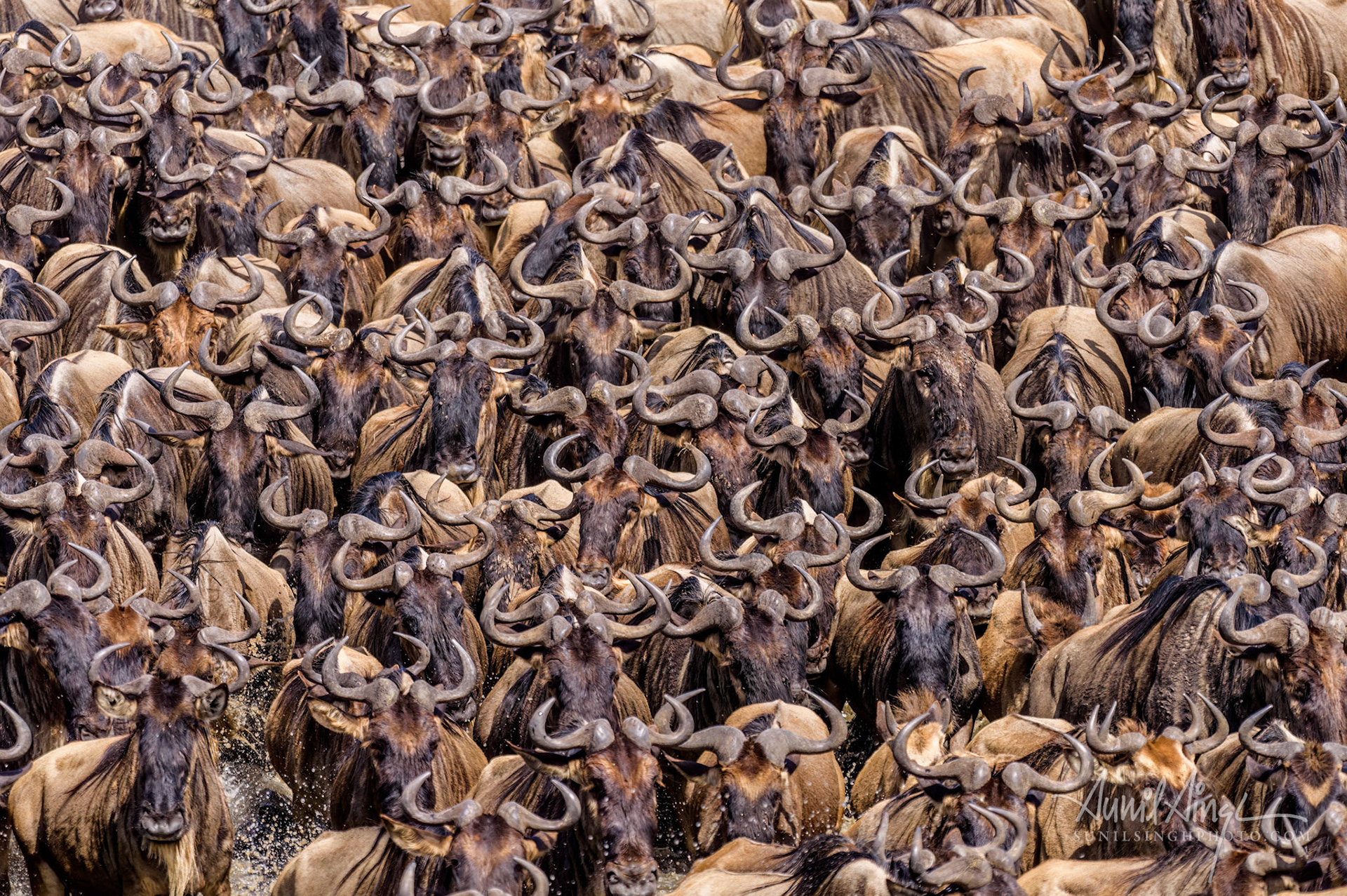 Migrating herd of Wildebeest, Masai Mara, Kenya