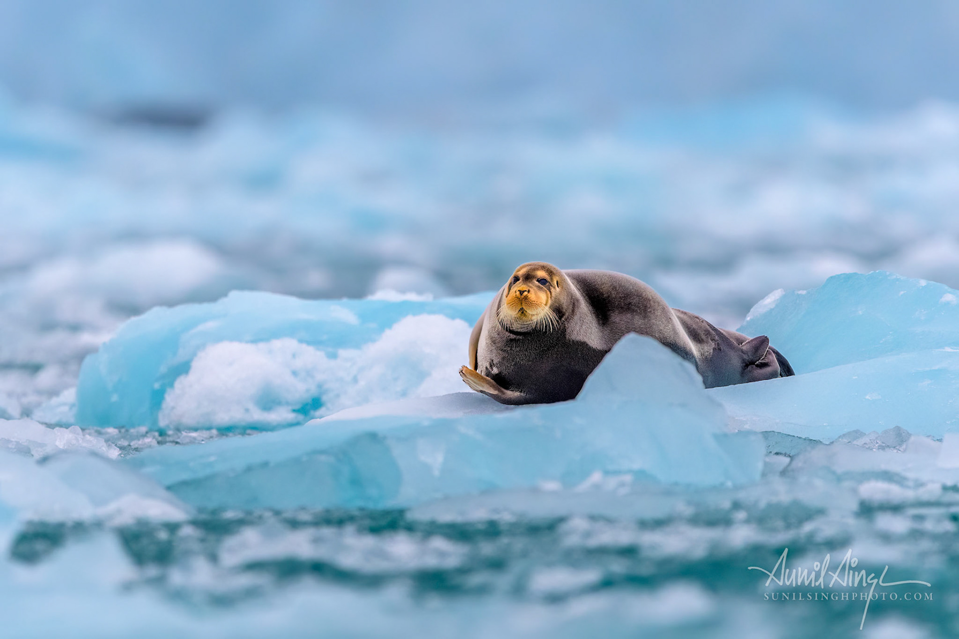 Bearded Seal, Longyearbyen, Spitsbergen, Norway