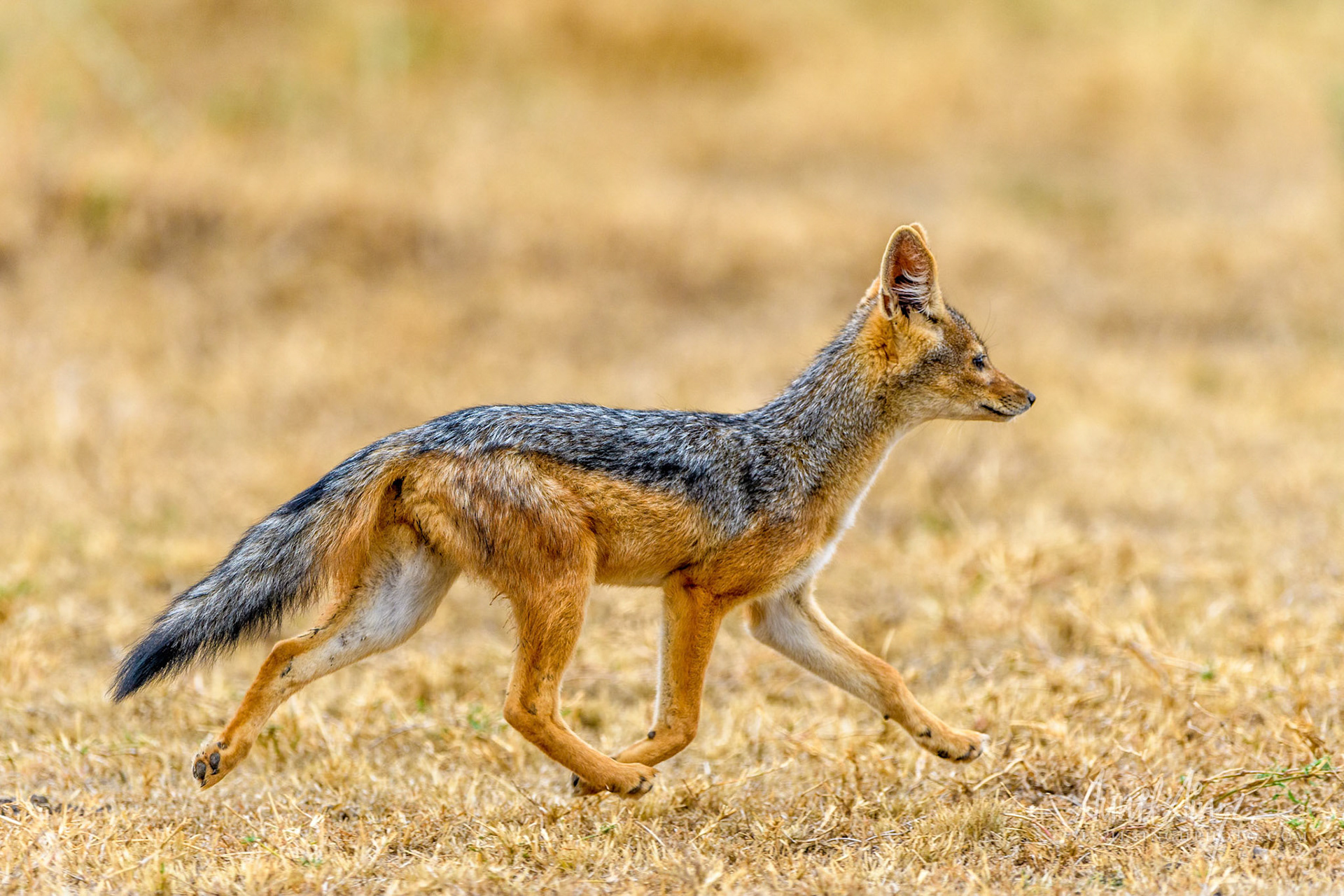 Black backed jackal, Ol Kinyei Conservancy