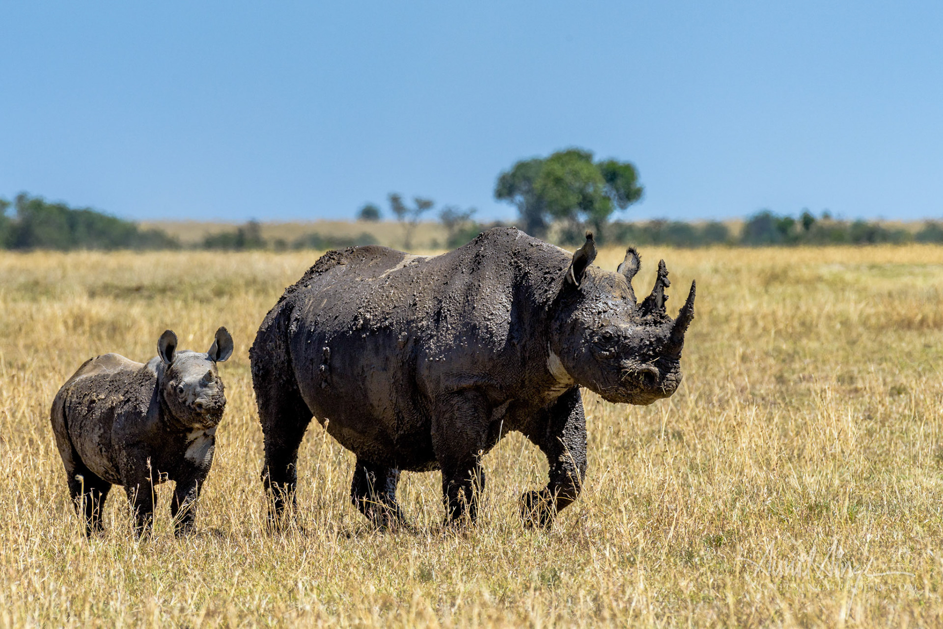 Black Rhinoceros  female with her calf. Ol Pejeta Conservancy, Kenya