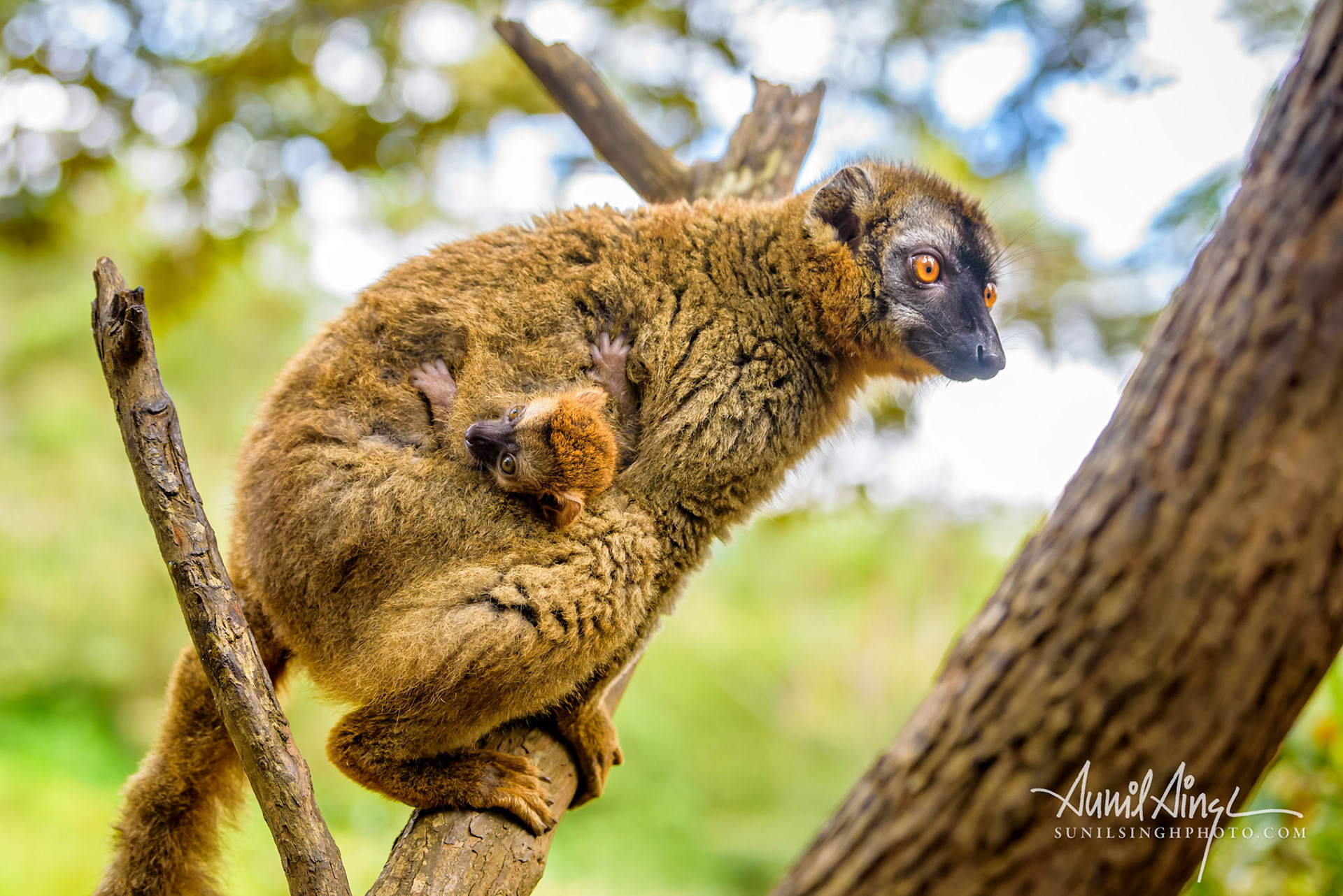 Brown lemur, Vakona Preserve , Madagascar