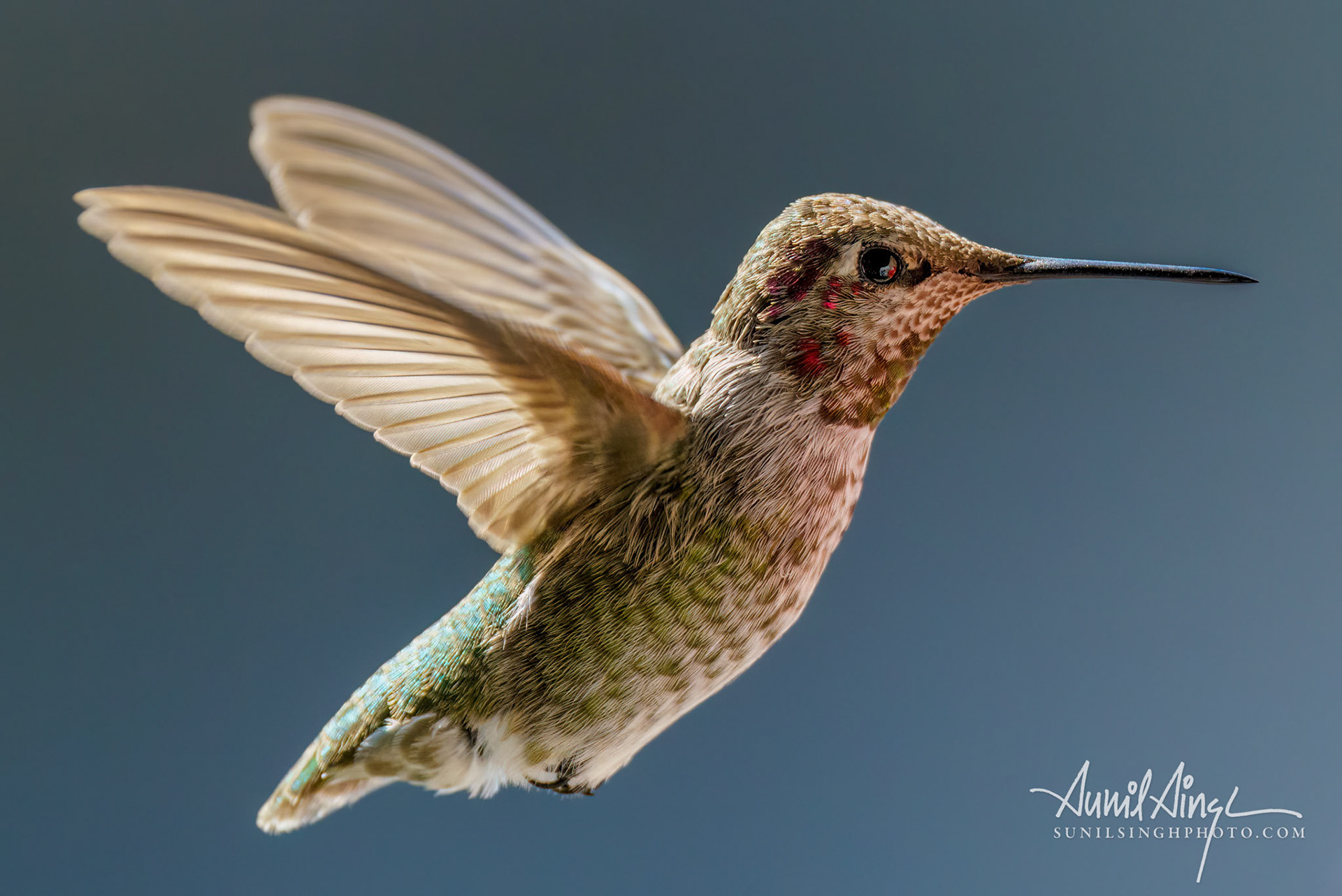 Hummingbird, Walnut Creek, CA, USA