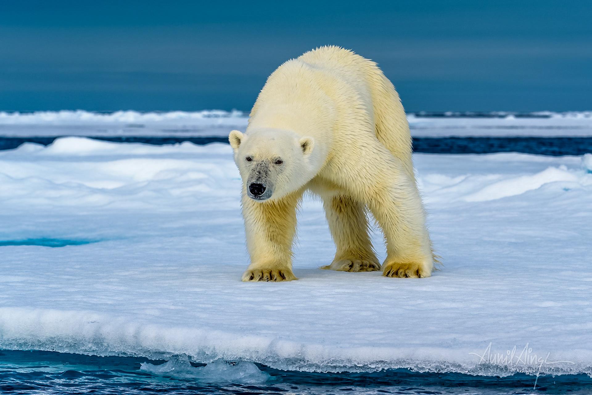 Polar Bear, Svalbard