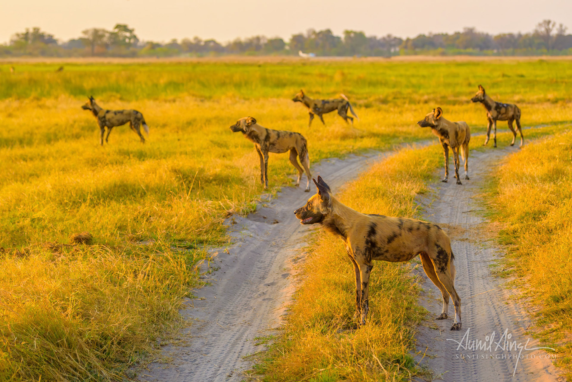 African Wild dog, Khwai River, Moremi Game Reserve, Botswana