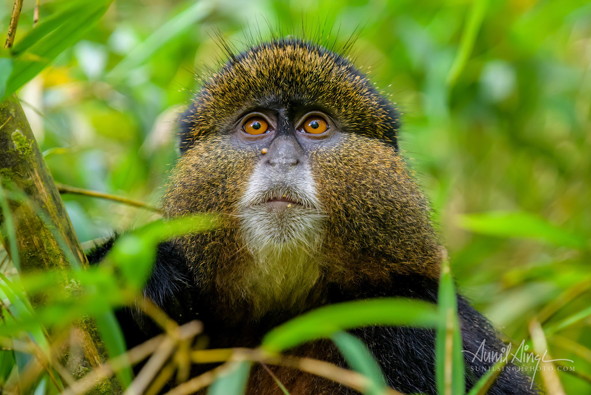 Golden Monkey, Volcanoes National Park, Rwanda