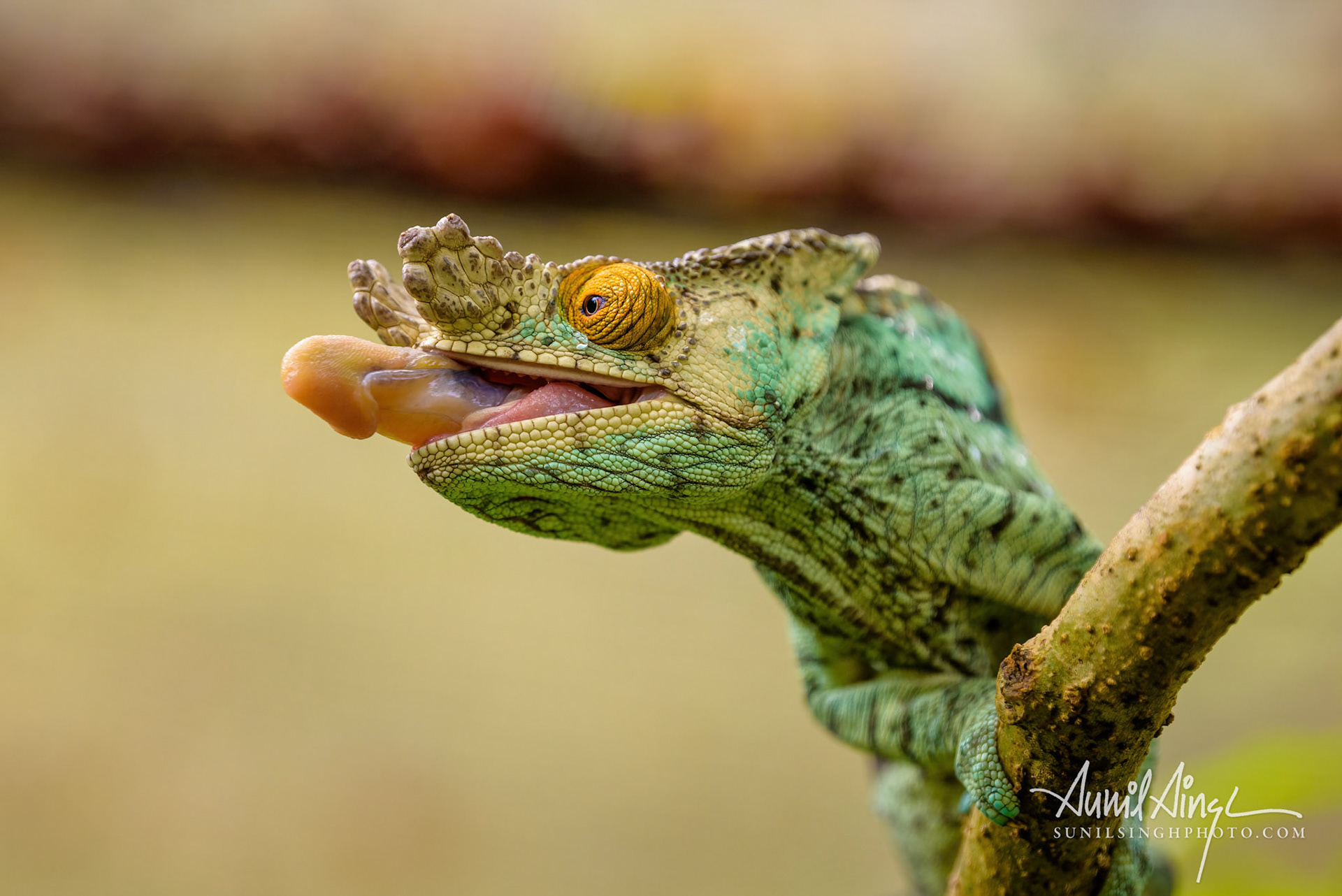 Parson's chameleon, Peyrieras Nature reserve, Marazevo, Madagascar