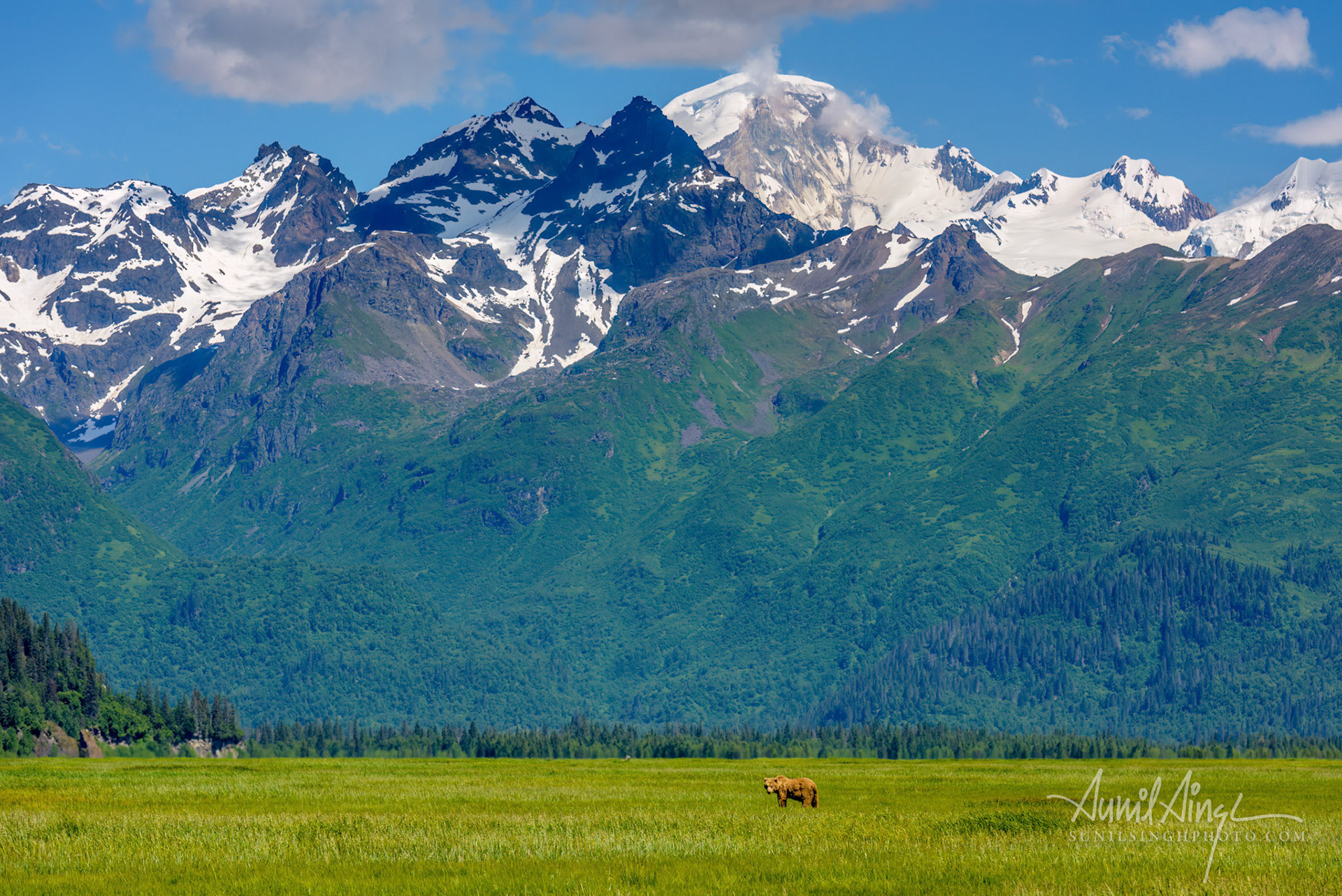Brown Bear, Katmai National Park, Homer, Alaska, USA