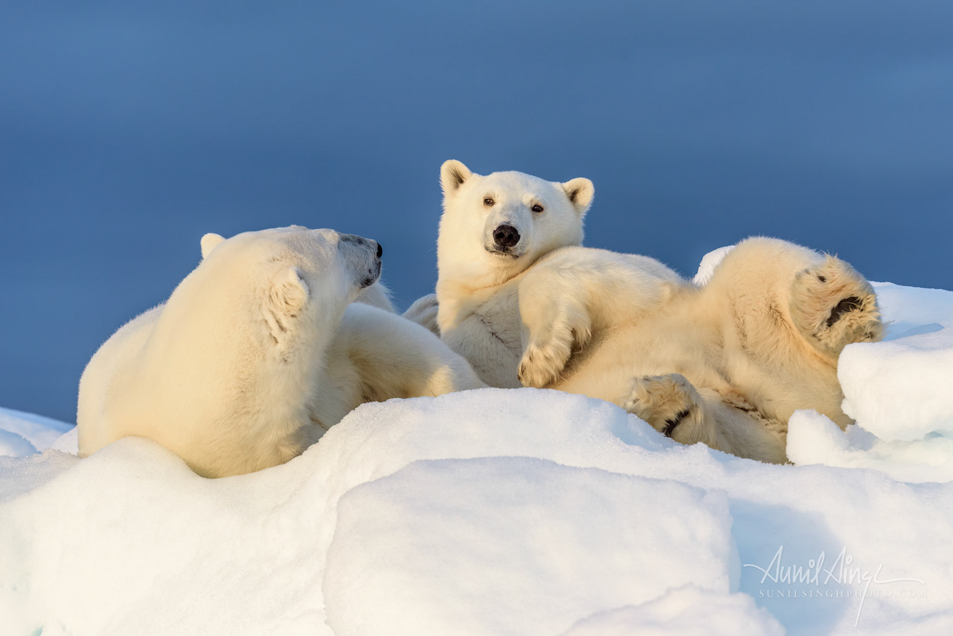 Polar Bear mother and daughter, Svalbard, Norway
