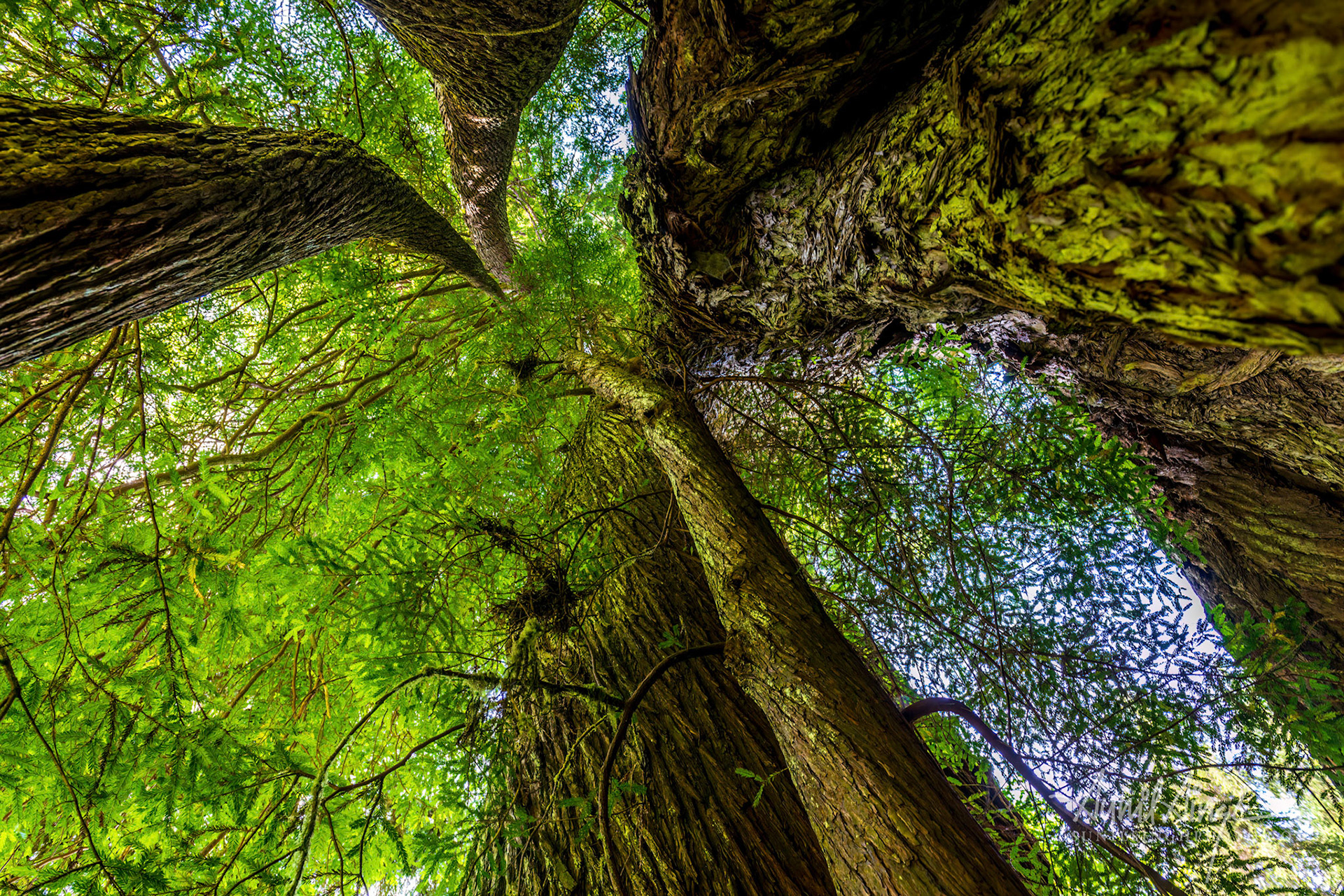 Redwoods, California, USA
