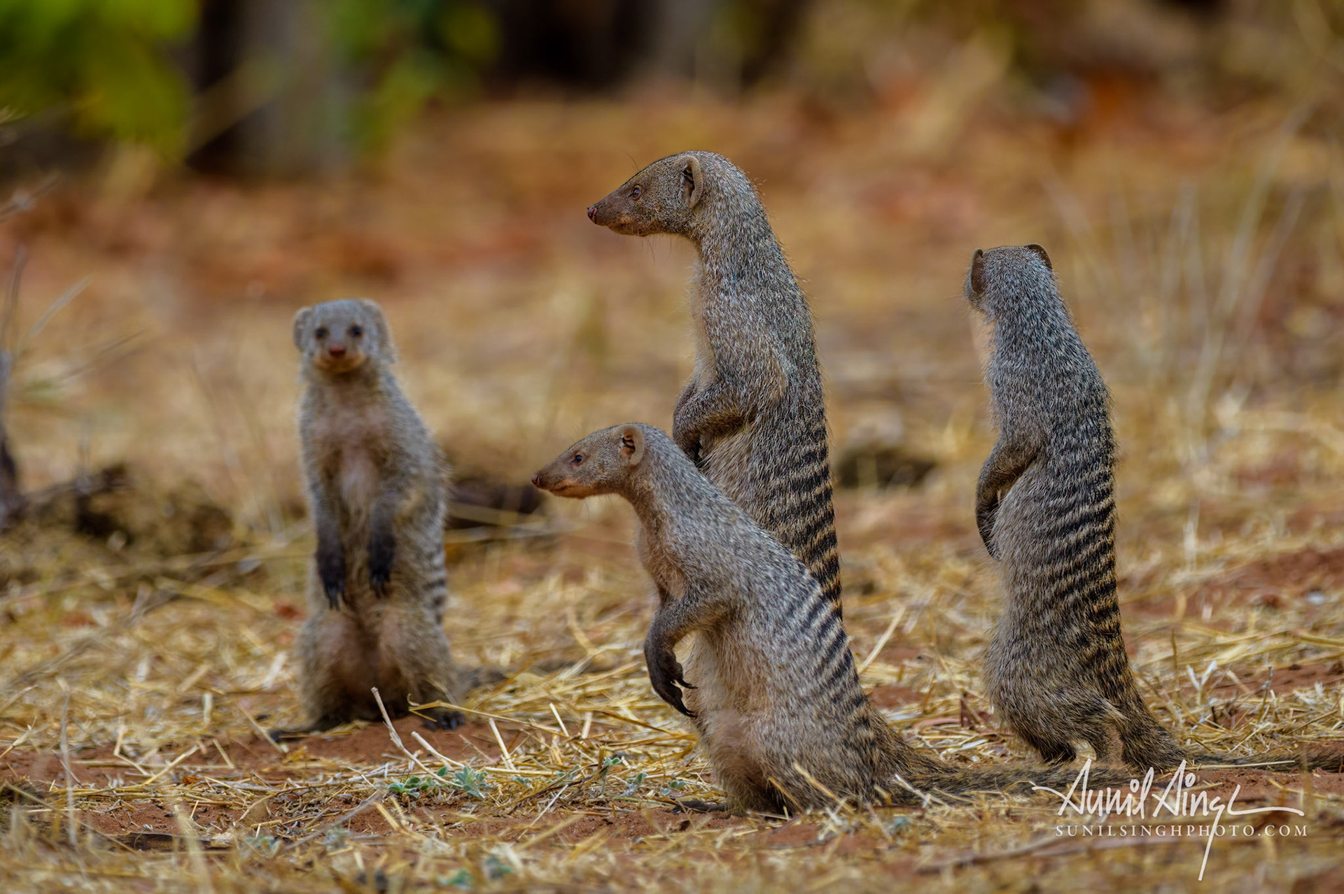 Banded  mongoose, Botswana