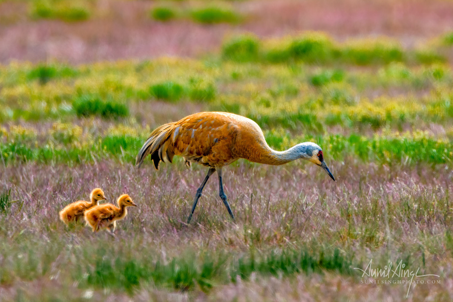 Lesser Sandhill Crane (Antigone canadensis canadensis), Homer, Alaska