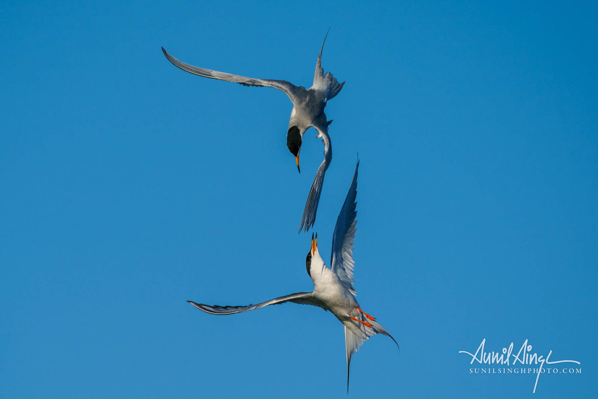 Forster's tern (Sterna forsteri), Shoreline Lake Park, Mountain View, CA, USA