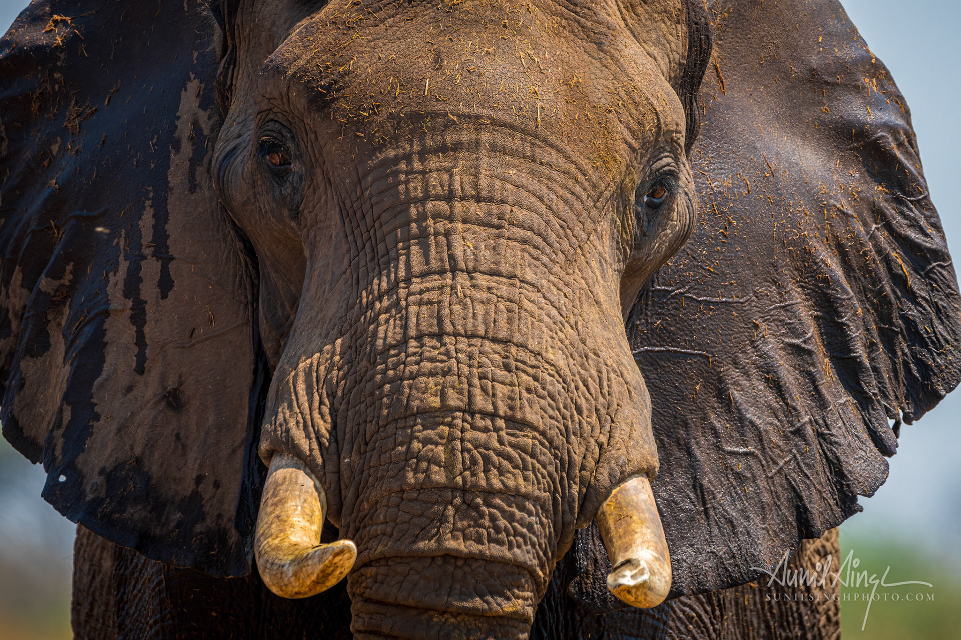 African Elephant, Savuti - Chobe National Park