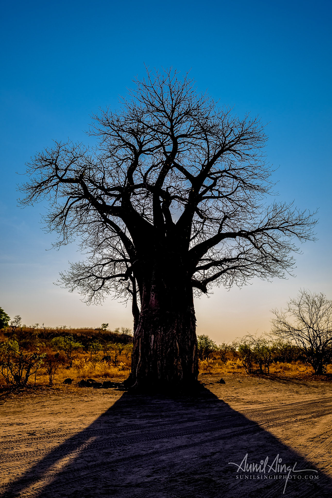 Baobab tree, Savuti - Chobe National Park, Botswana