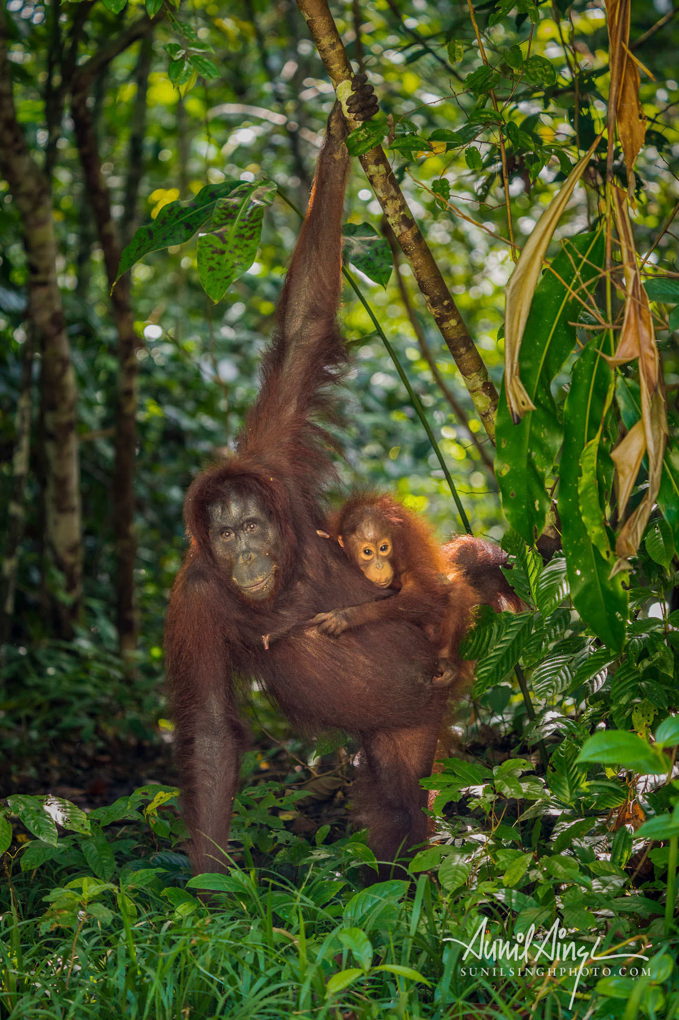 Orangutan, Tabin, Borneo, Malaysia