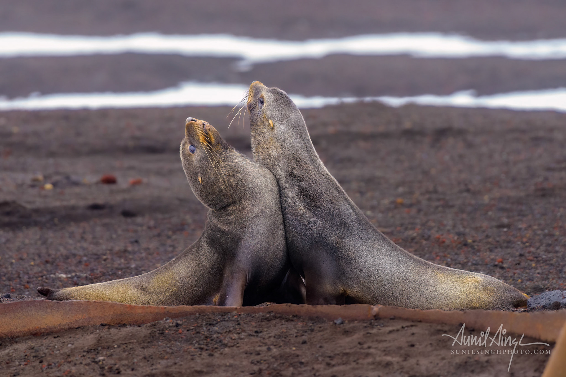 Antarctic fur seal, Deception Island, Whalers Bay, Antarctica