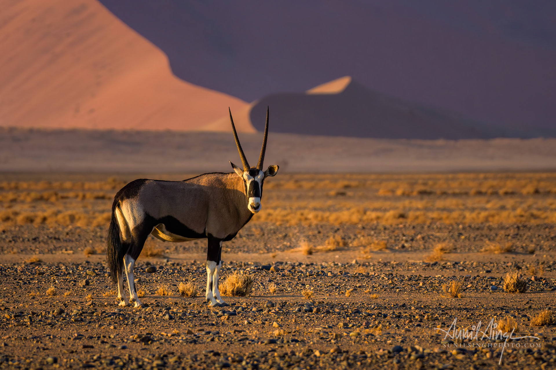 Gemsbok or South African oryx (Oryx gazella), Dune 45, Namib-Naukluft National Park, Namibia.