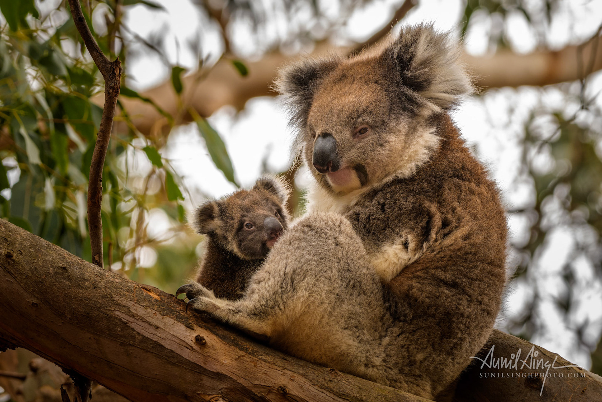 Koala, Hanson Bay Wildlife Sanctuary, Kangaroo Island, Australia