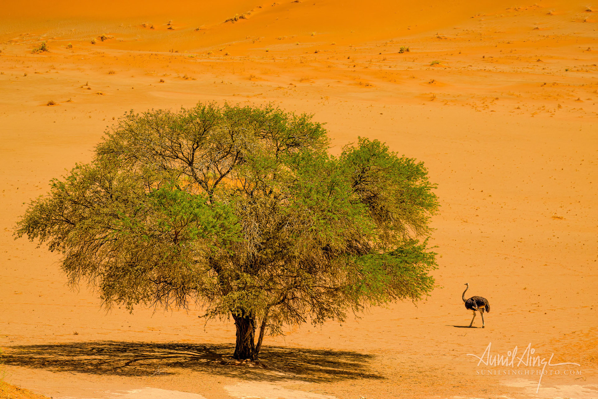 Namib-Naukluft Park, Namib Desert, Namibia
