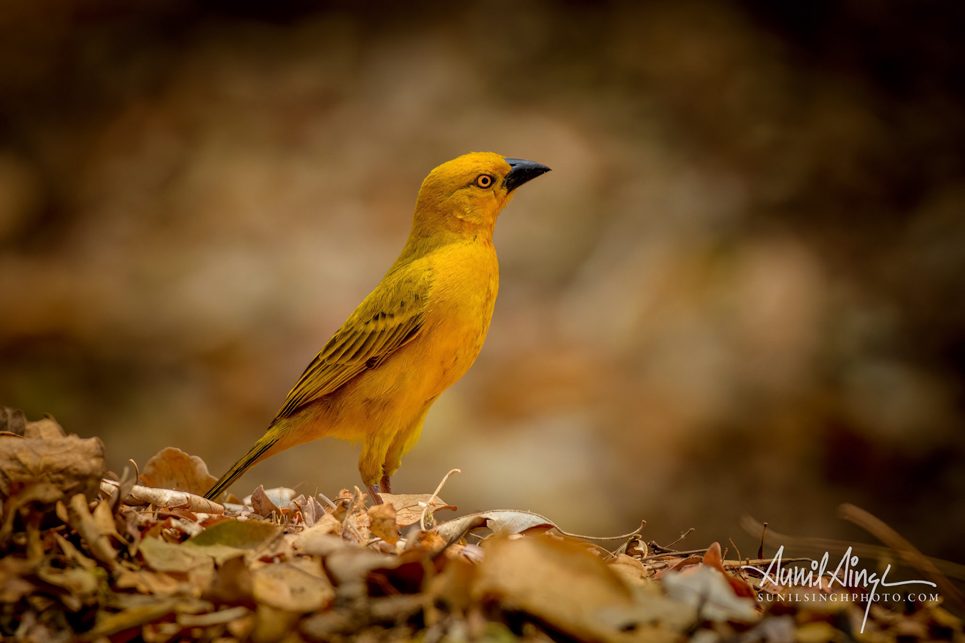 Southern carmine bee-eater (Merops nubicoides), Mahango Game Reserve / Bwabwata National Park, Namibia