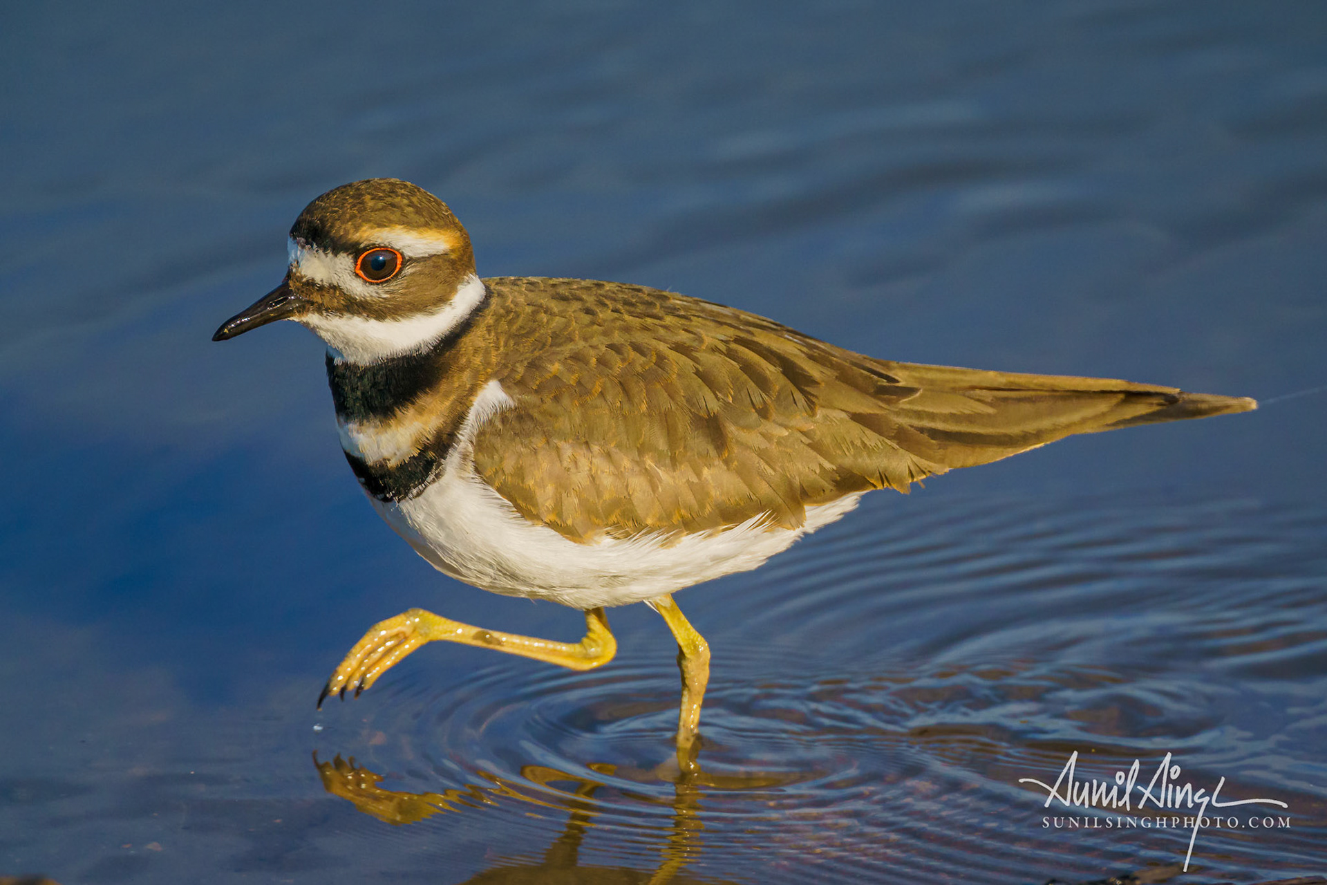 Killdeer (Charadrius vociferus), Grey Lodge, Clifornia, USA