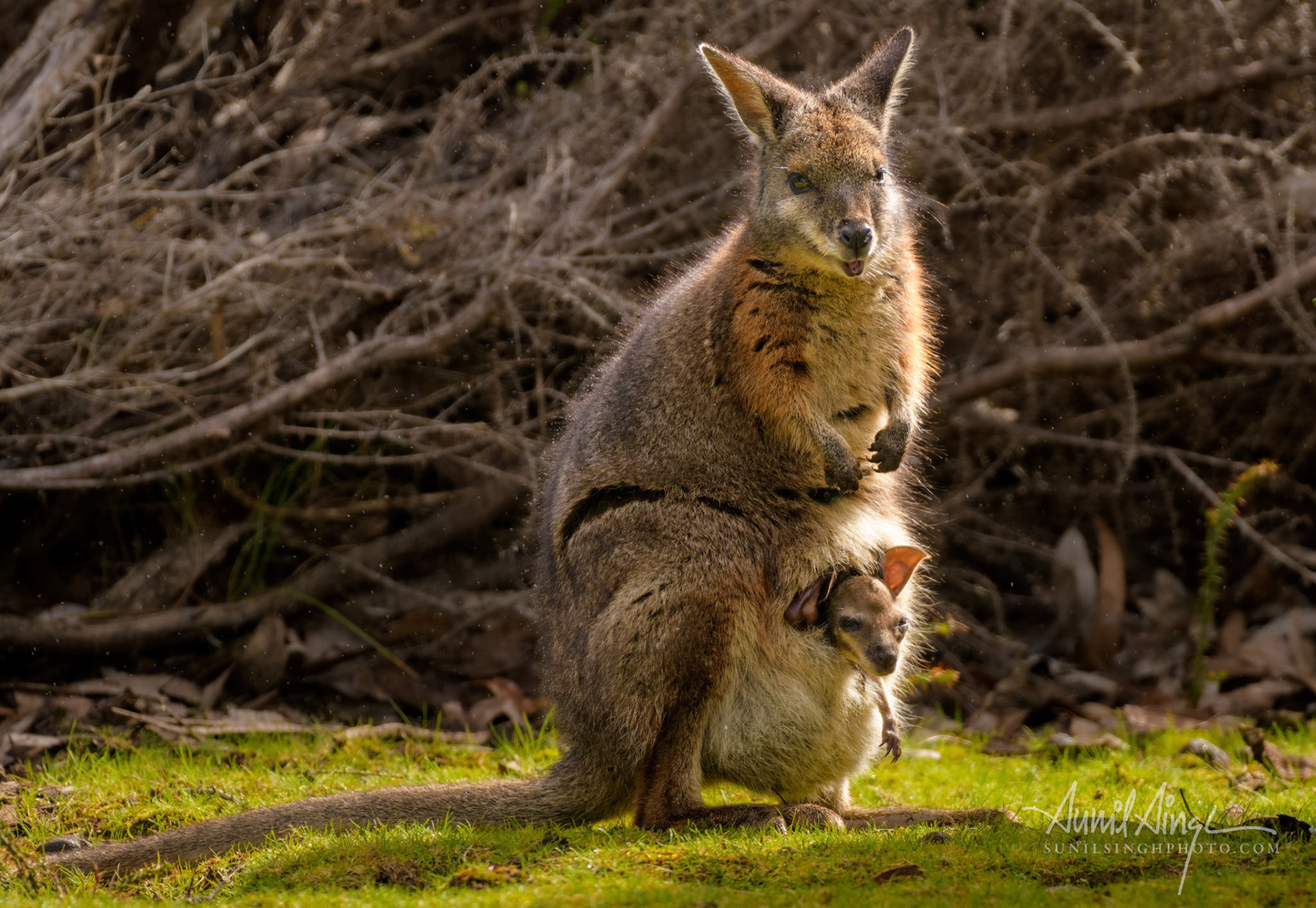 Tammar wallaby (Notamacropus eugenii), Flinders Chase National Park, Kangaroo island, Australia