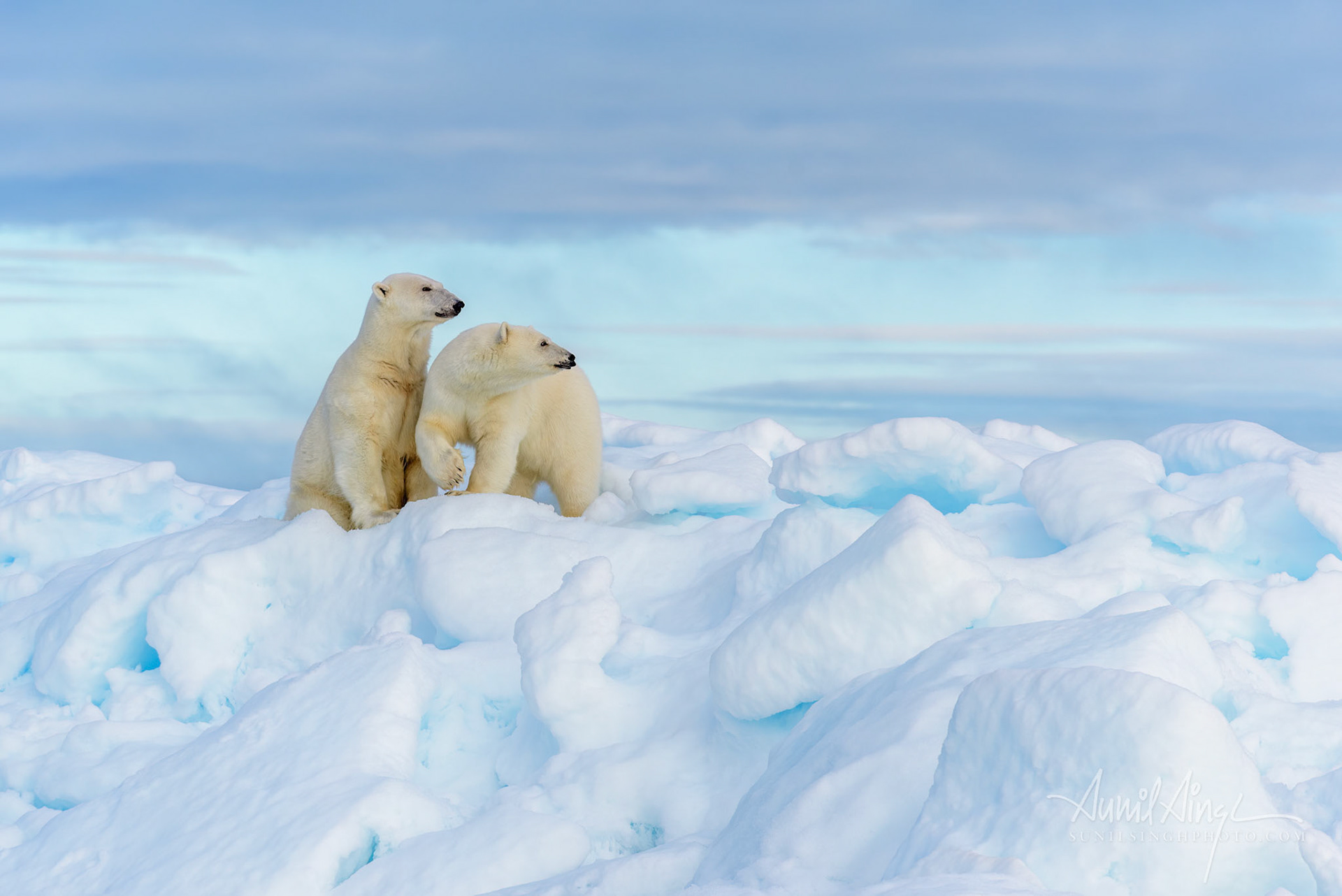 Polar Bear mother and daughter, Svalbard, Norway