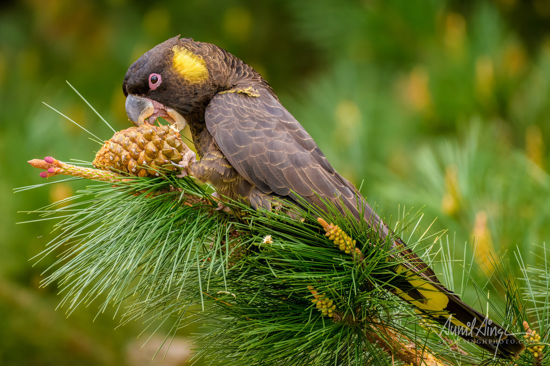 Yellow-tailed black cockatoo (Zanda funerea), Tasmania, Australia