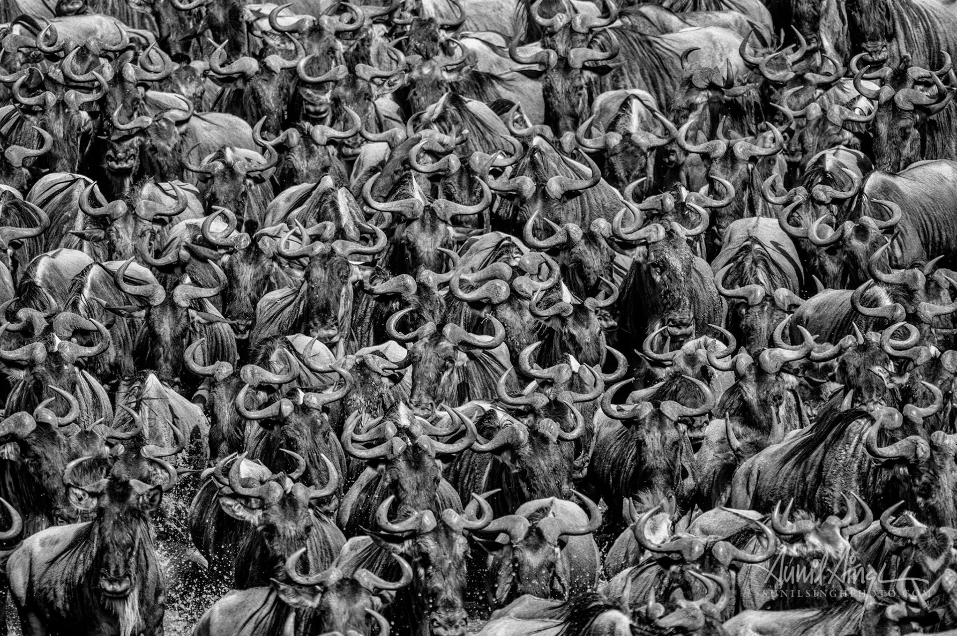 The great migration, Masai Mara, Kenya