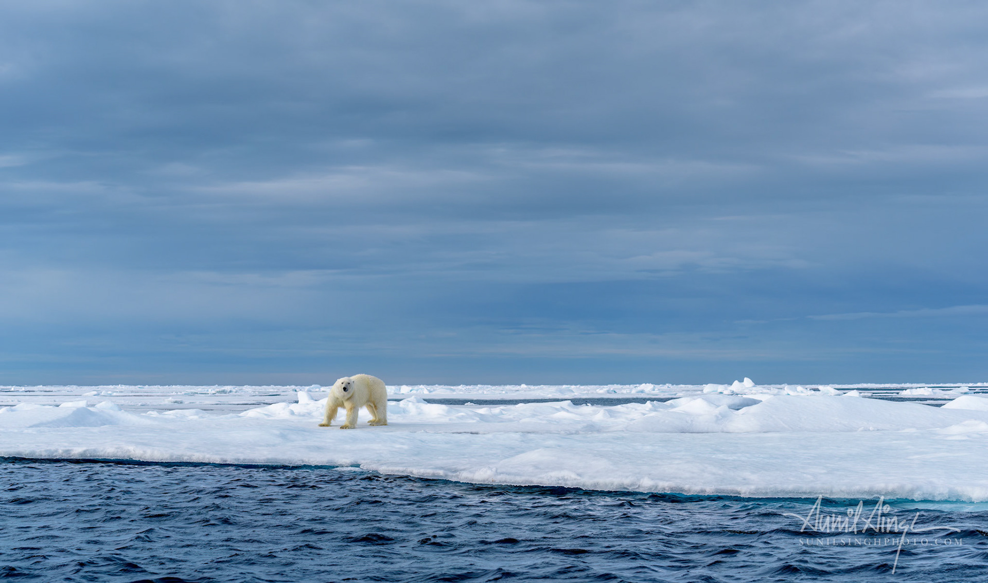 Polar Bear, Svalbard, Norway