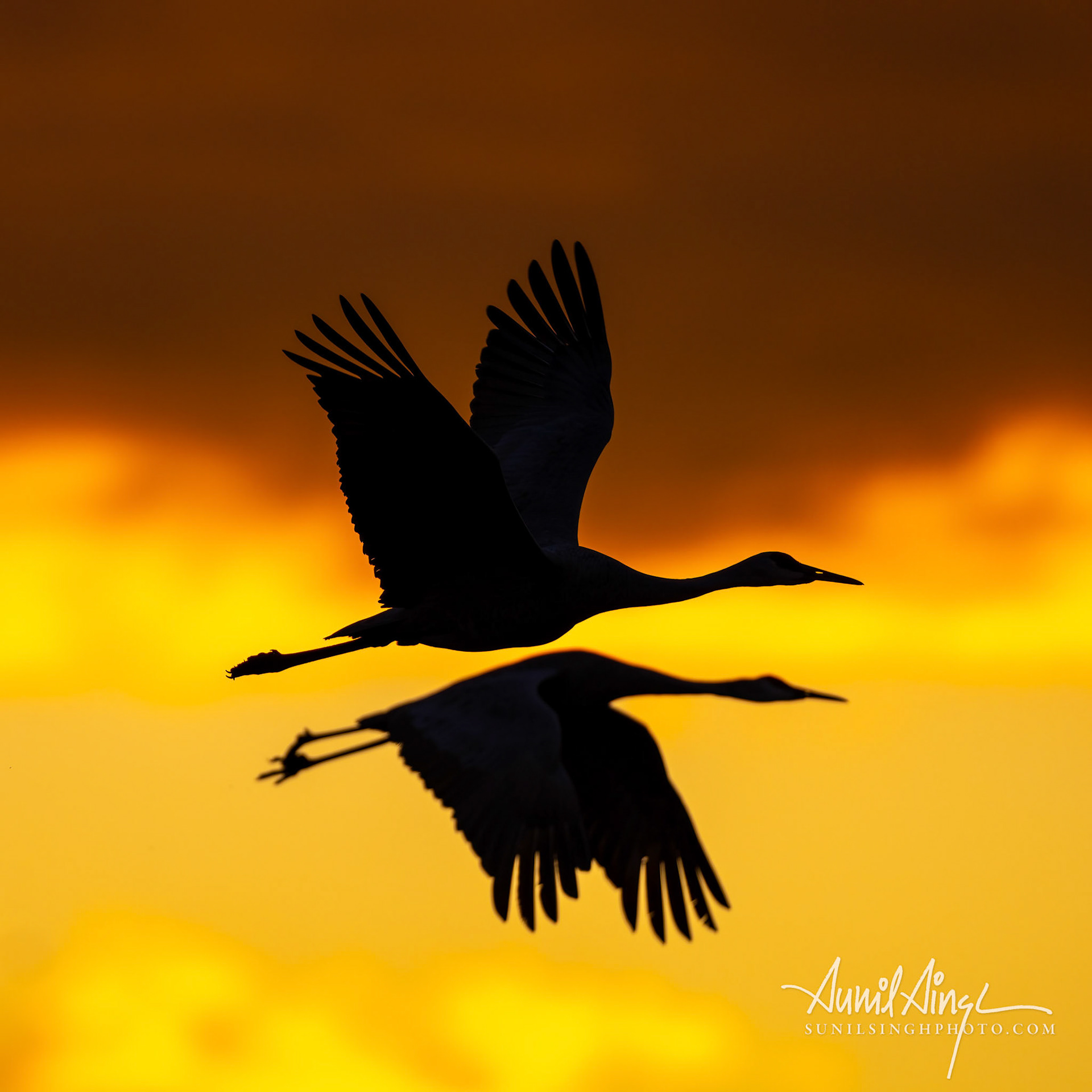 Sandhill Crane, Ladd S. Gordon Waterfowl Complex, New Mexico, USA