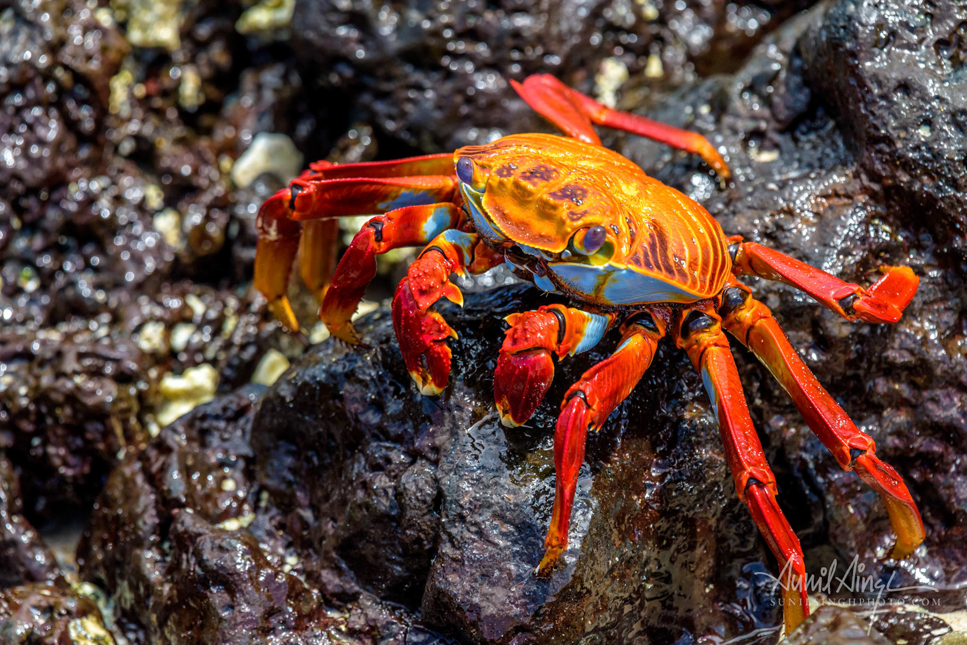 Sally Light-foot crab, Galapagos, Ecudor