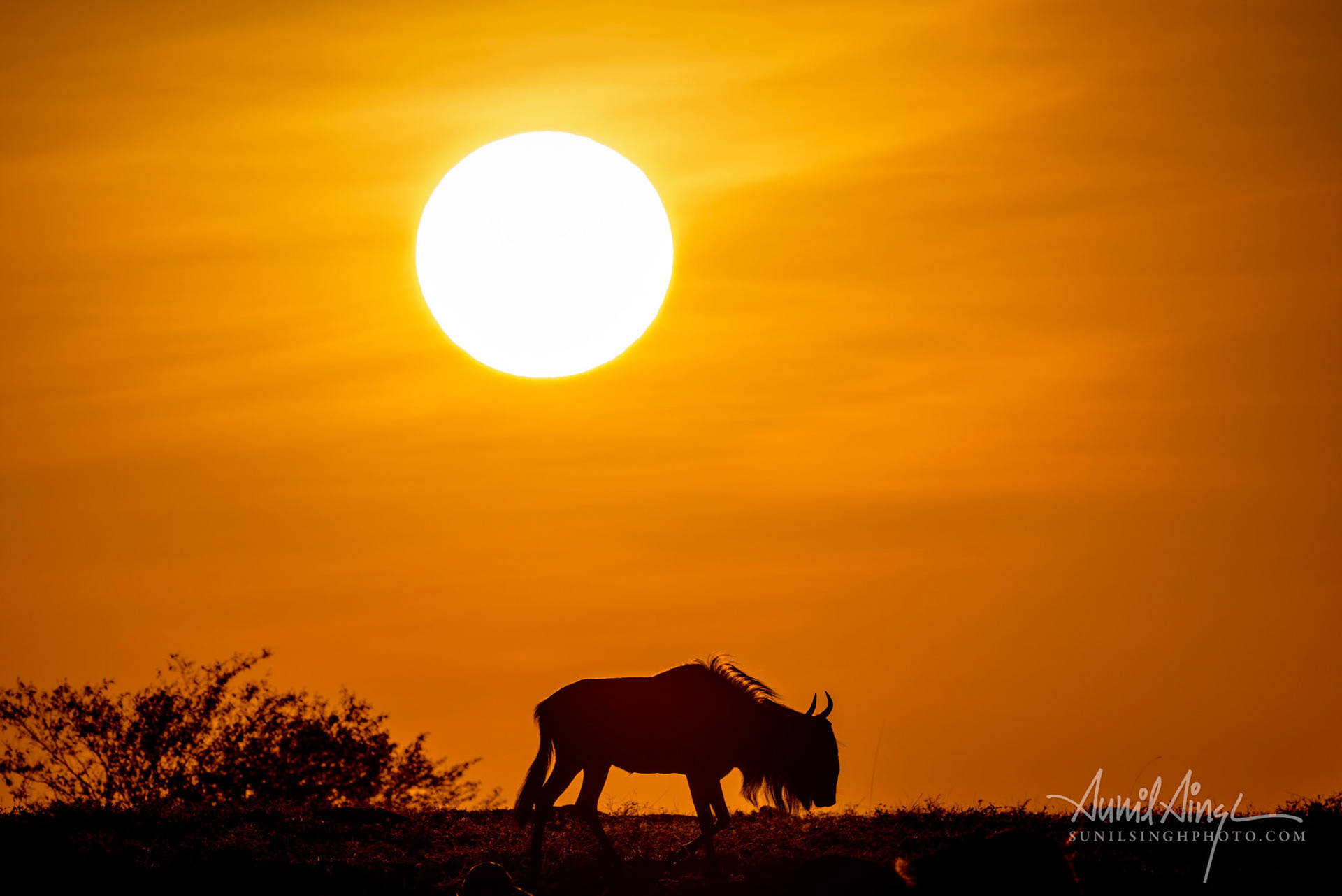 Wildebeest at sunrise, Olare Motorogi Conservancy, Kenya