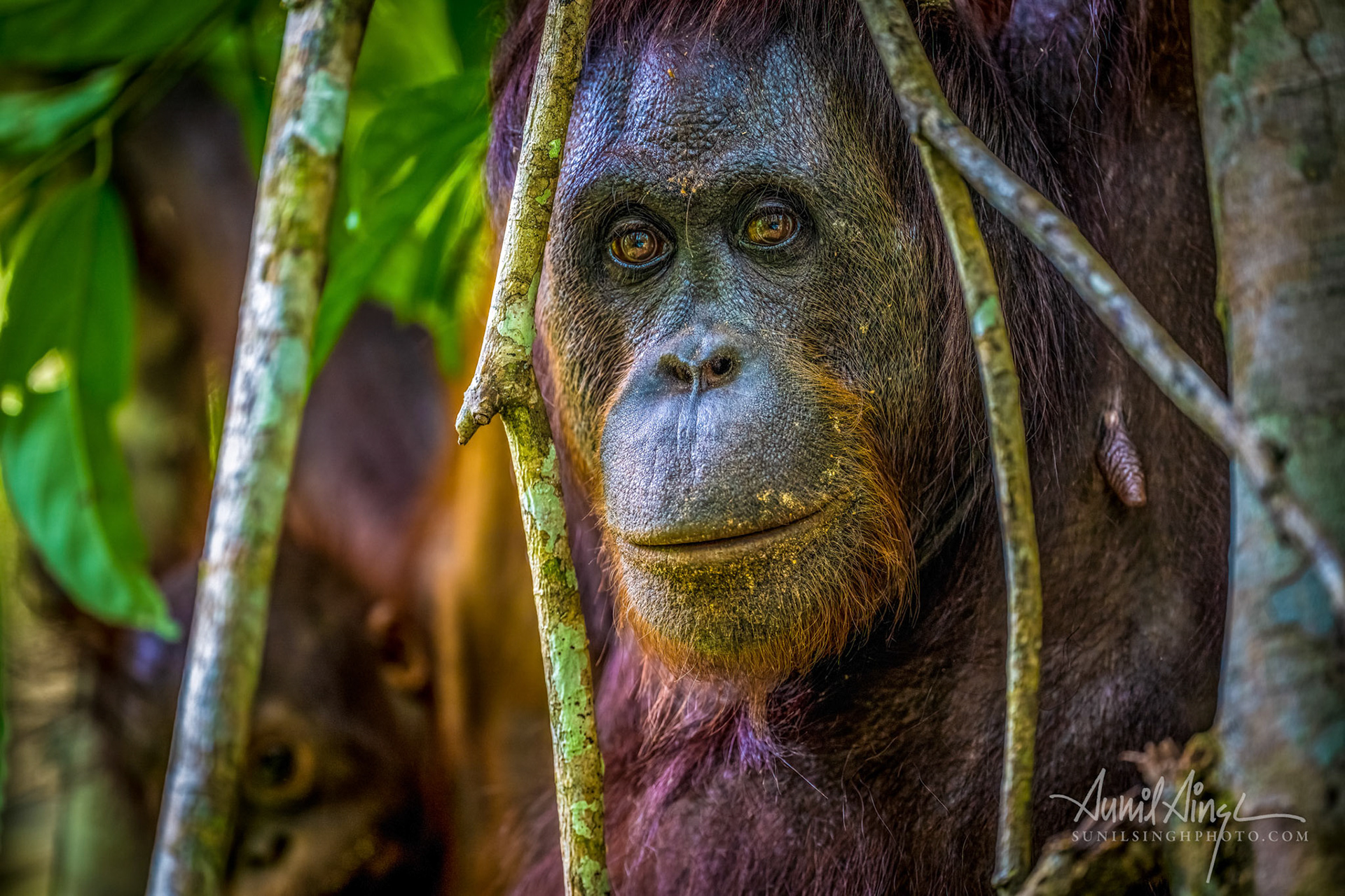 Tabin, Borneo, Malaysia