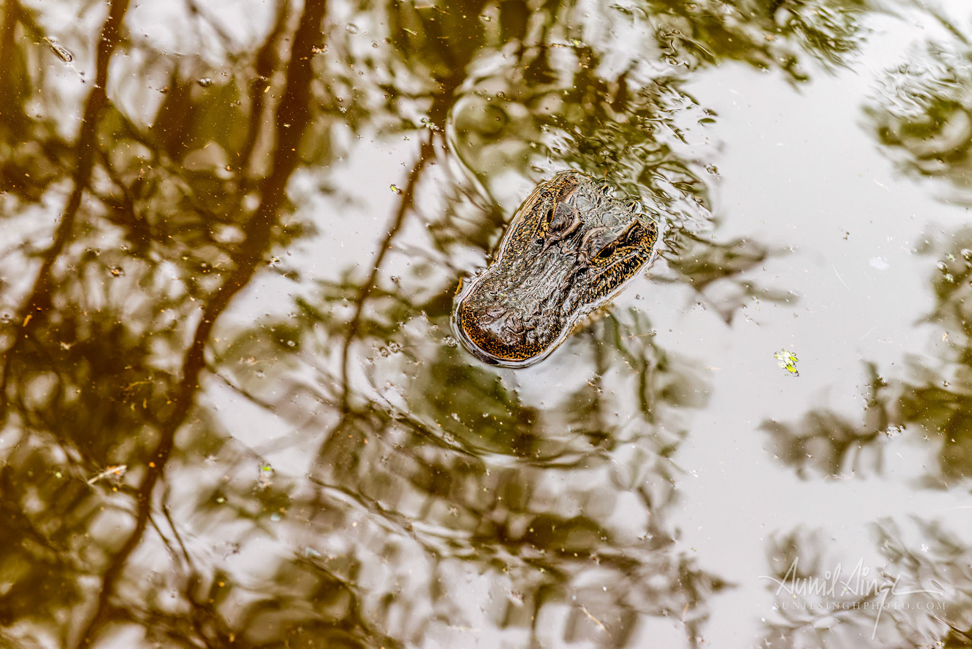Alligator, New Orleans, LA, USA