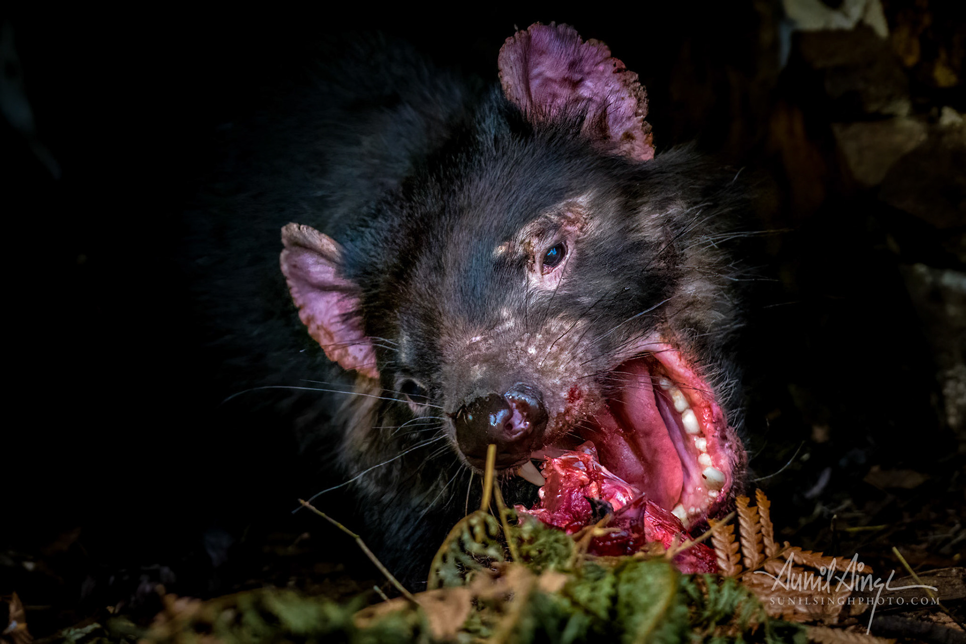 Tasmanian Devil, Tasmania, Australia