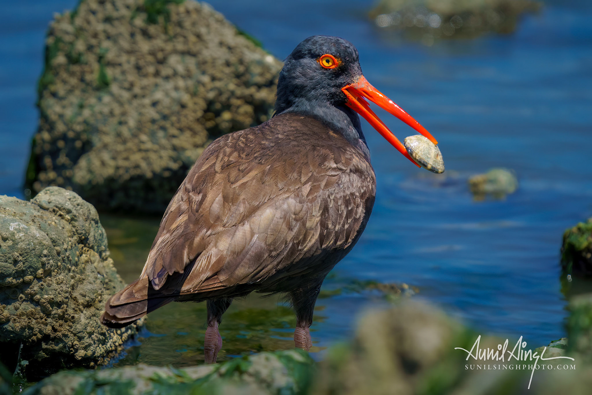 Black Oystercatcher (Haematopus bachmani), Heron's Head, San Francisco, CA, USA