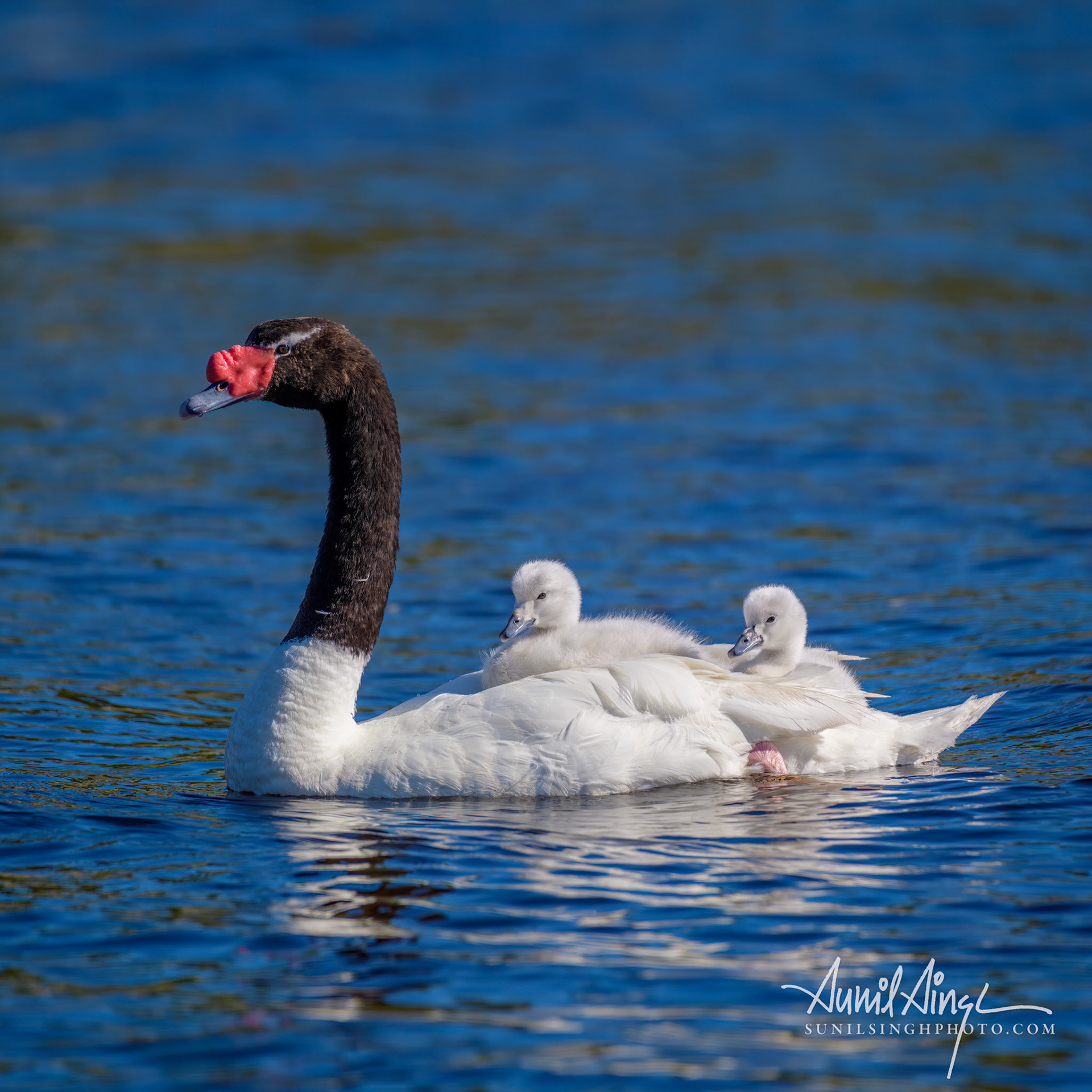 Black-necked swan (Cygnus melancoryphus), Chiloe-caulin bay, Lake District, Chile