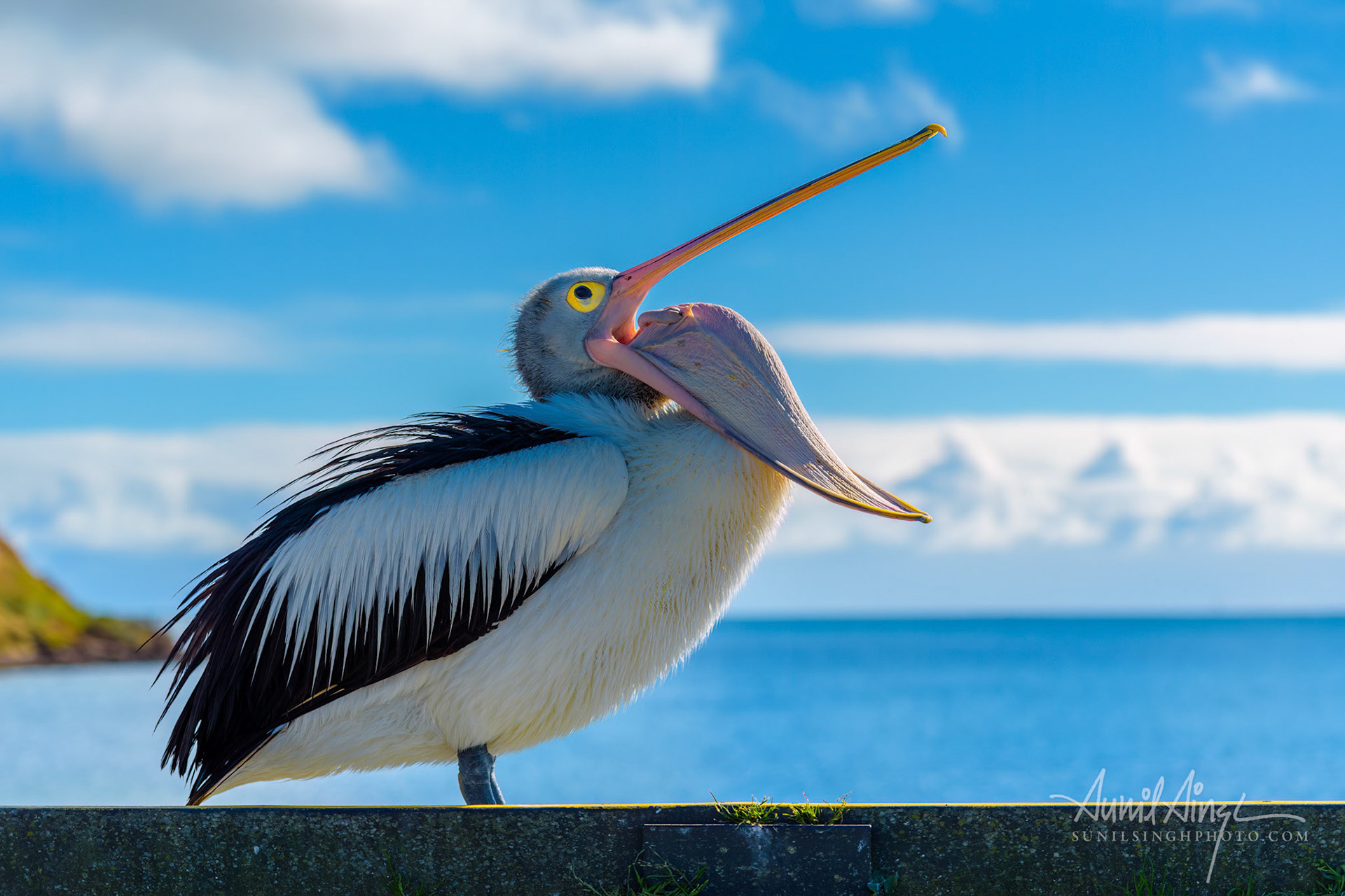 Australian pelican (Pelecanus conspicillatus), Kangaroo island, Australia