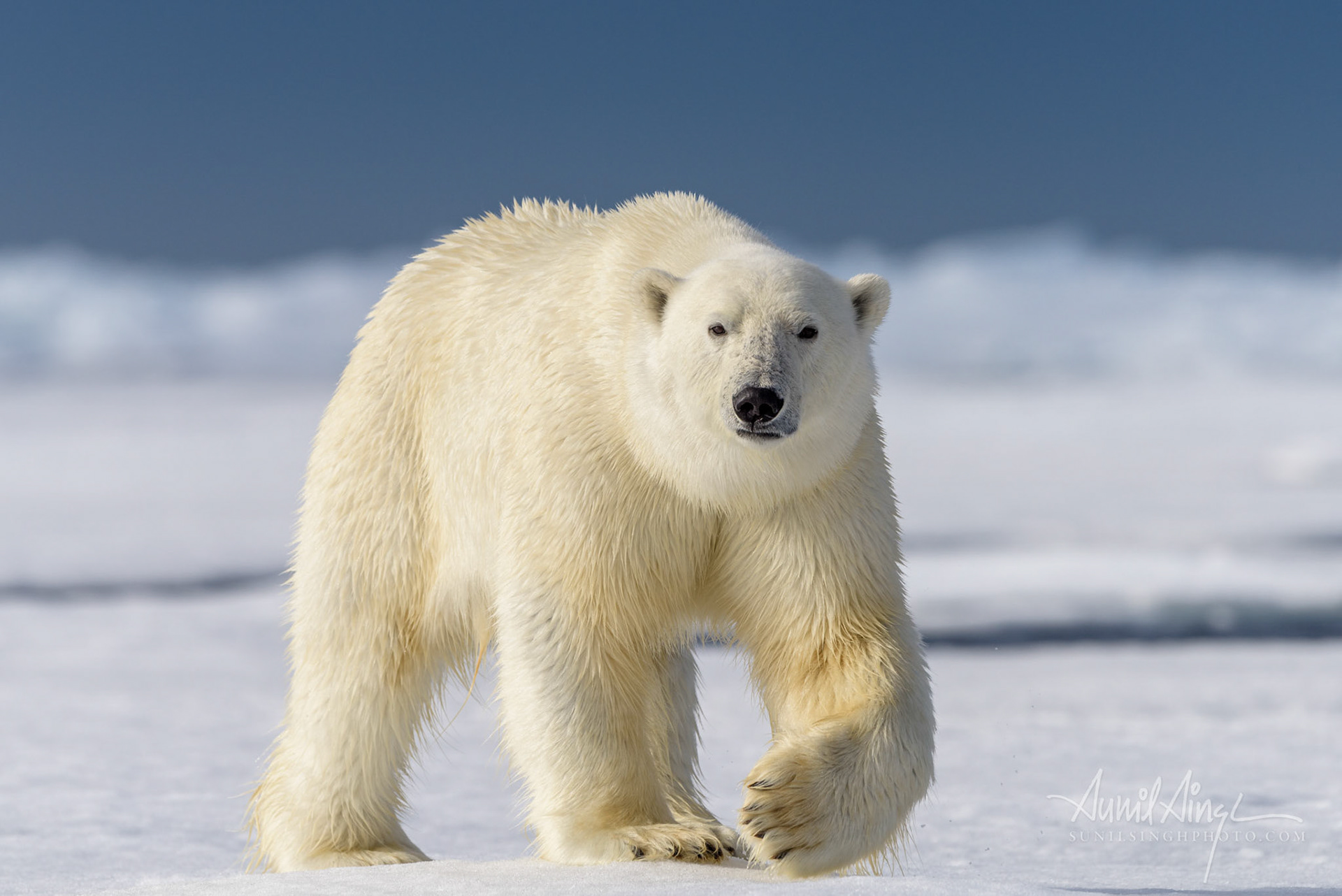Polar Bear, Svalbard, Norway
