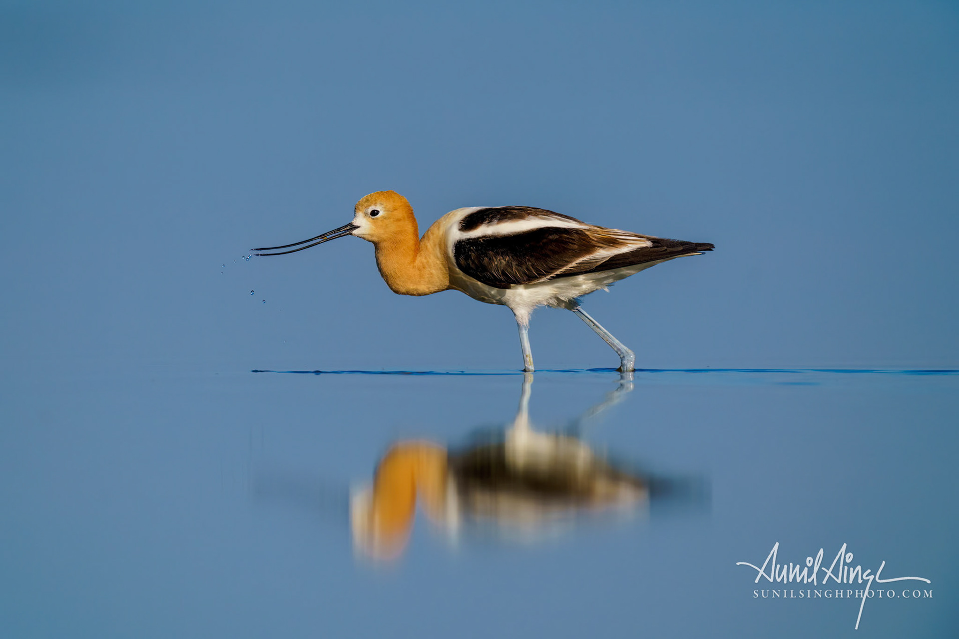 American avocet (Recurvirostra americana), Don Edwards San Francisco Bay National Wildlife Refuge