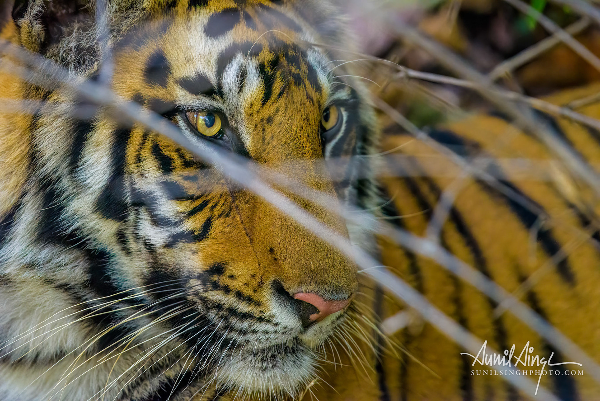 Bengal Tiger, Bandhavgarh National Park, Madhya Pradesh, India