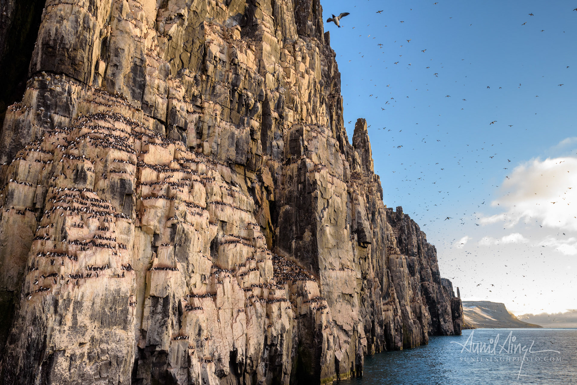 Thick-billed murre or Brünnich's guillemot (Uria lomvia), Alkefjellet bird cliff, Svalbard