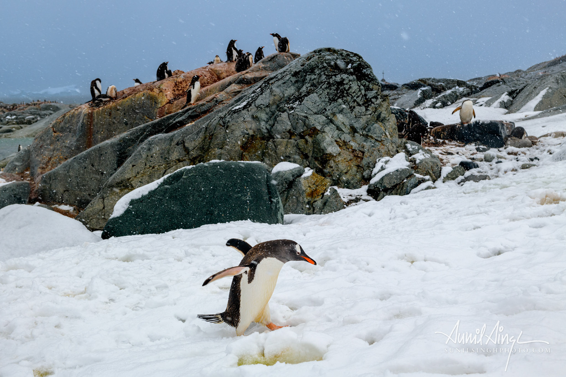 Gentoo penguin (Pygoscelis papua), Petermann Island, Antarctica