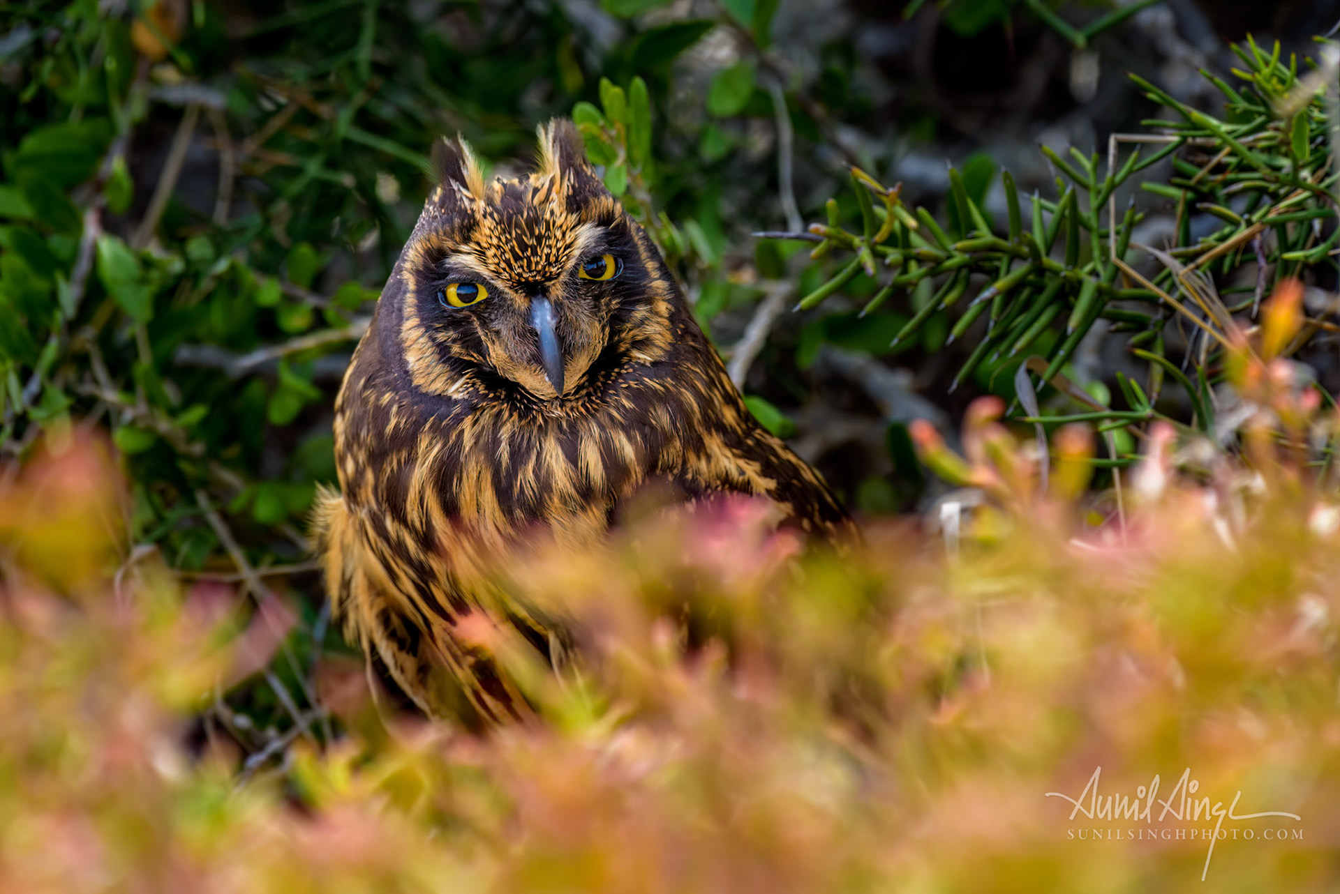 Galapagos Short-eared Owl (Asio flammeus galapagoensis), Galapagos, Ecuador
