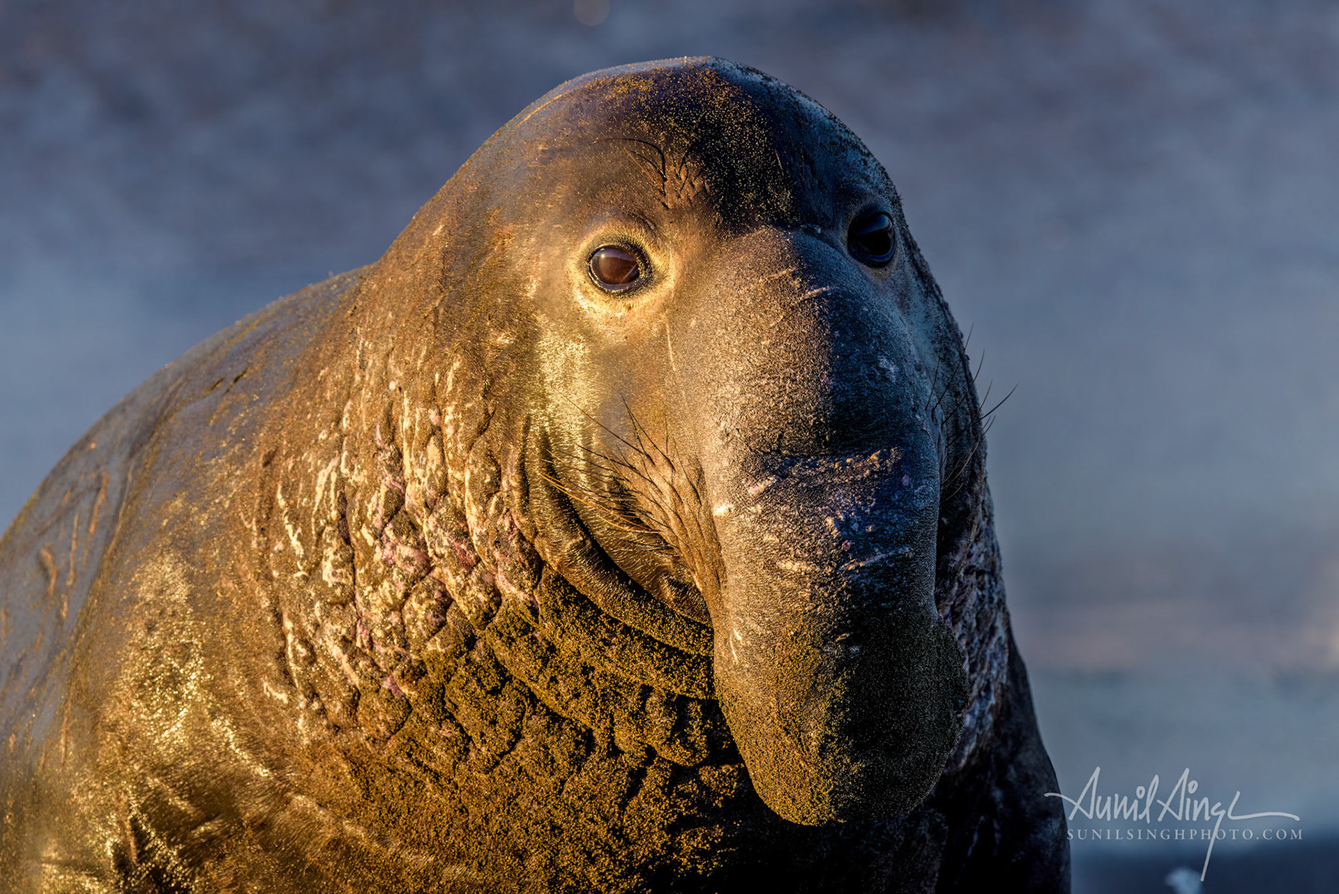 Elephant seal male, Elephant seal rookery, San Simeon, CA, USA