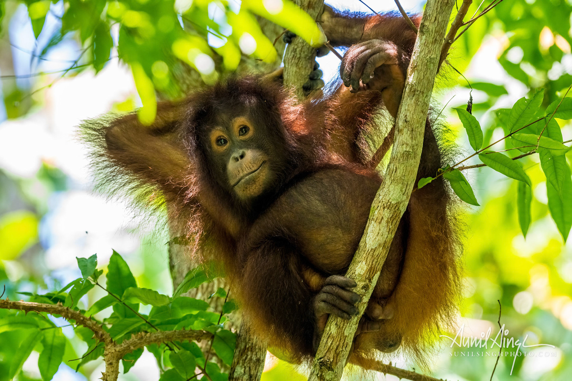 Orangutan, Tabin, Borneo, Malaysia