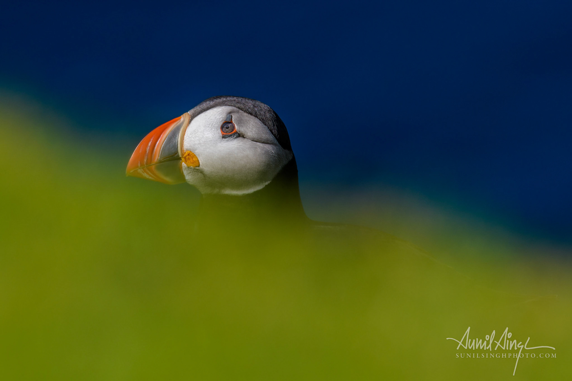 Atlantic puffin (Fratercula arctica), Hermaness , Shetland, UK