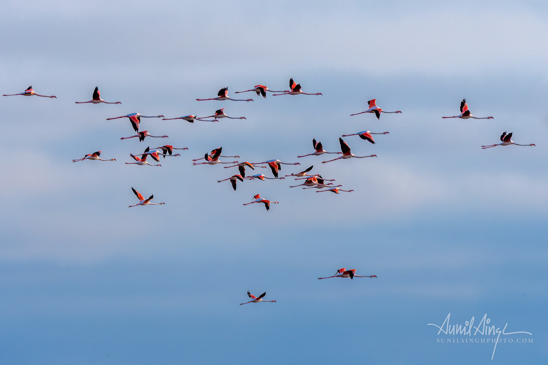 Greater flamingo (Phoenicopterus roseus), Walvis Bay, Namibia